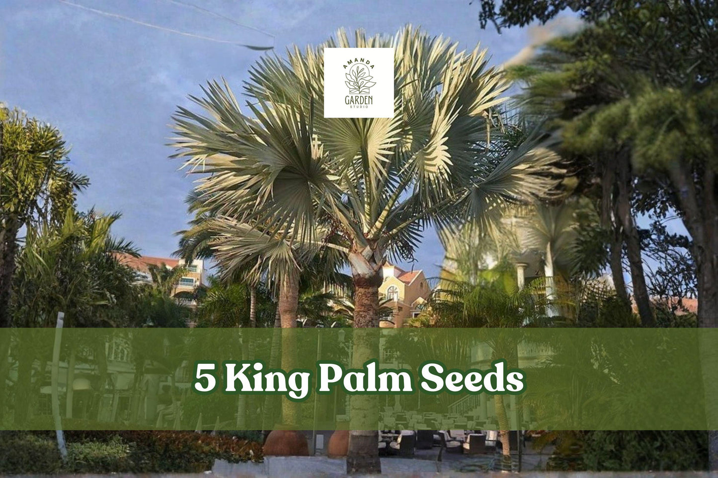 5 King Palm Seeds - Archontophoenix Palm Tree - Tropical Ornamental Foliage - Ideal for Containers & Gardens