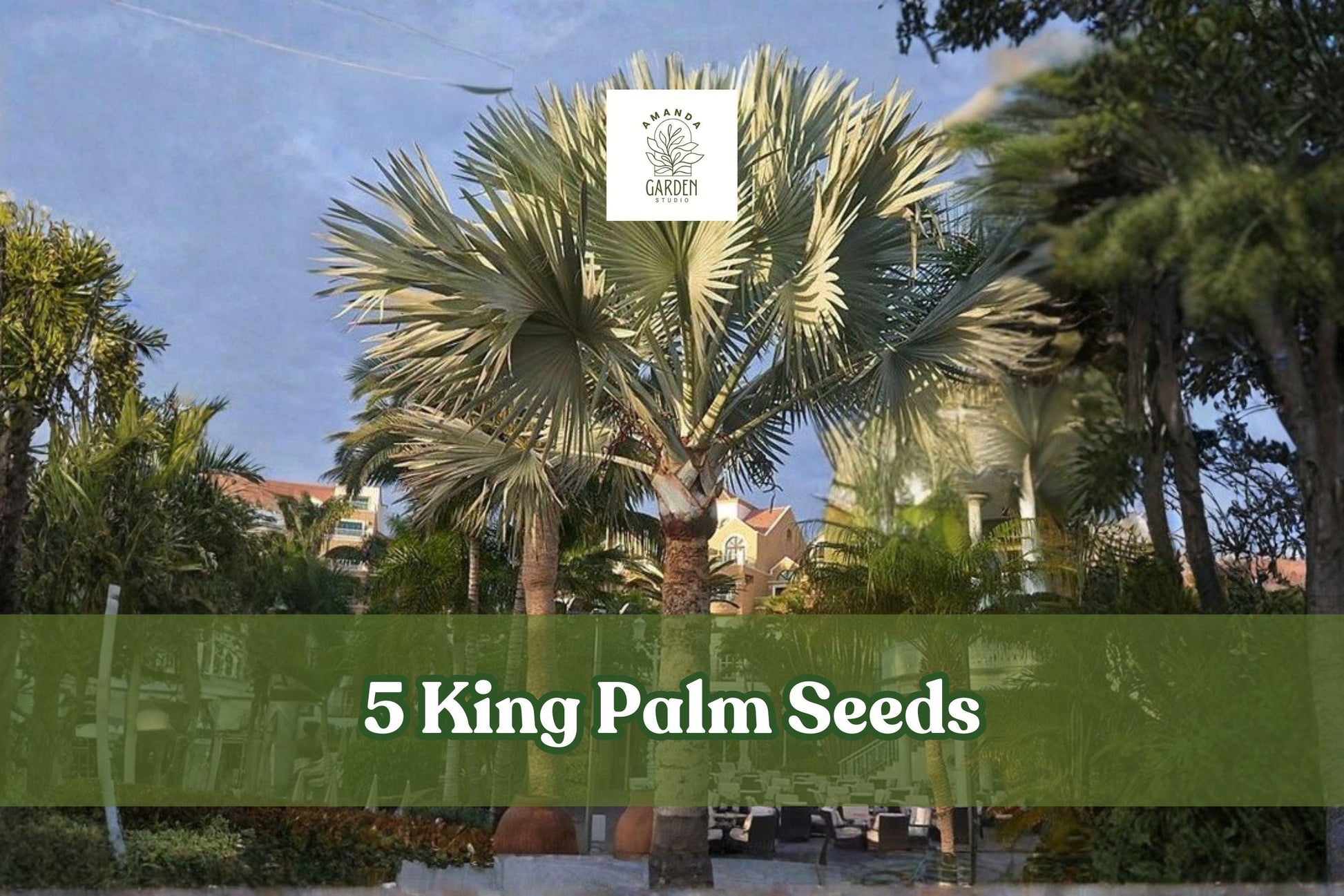 5 King Palm Seeds - Archontophoenix Palm Tree - Tropical Ornamental Foliage - Ideal for Containers & Gardens