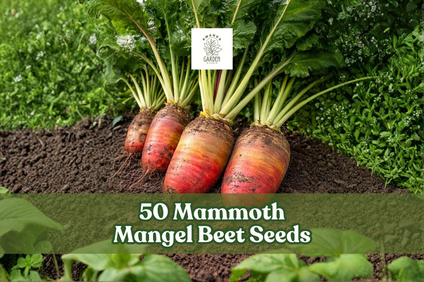 Mammoth Mangel Beet Seeds - 50 Heirloom Seeds - Large Root Vegetable - Beta vulgaris - Cool-Season Crop for Home Gardens