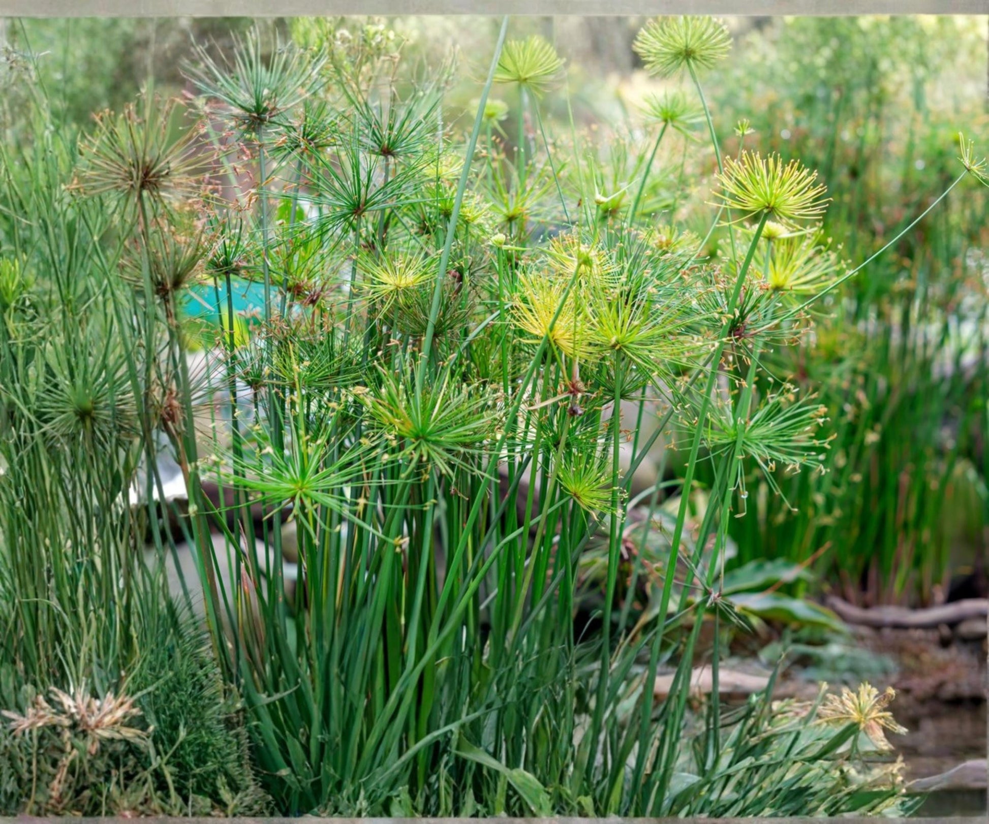Dwarf Papyrus Pond Plant - Tropical Aquatic Bog Starter - Cyperus involucratus - Live Green Marginal Plant for Water Gardens