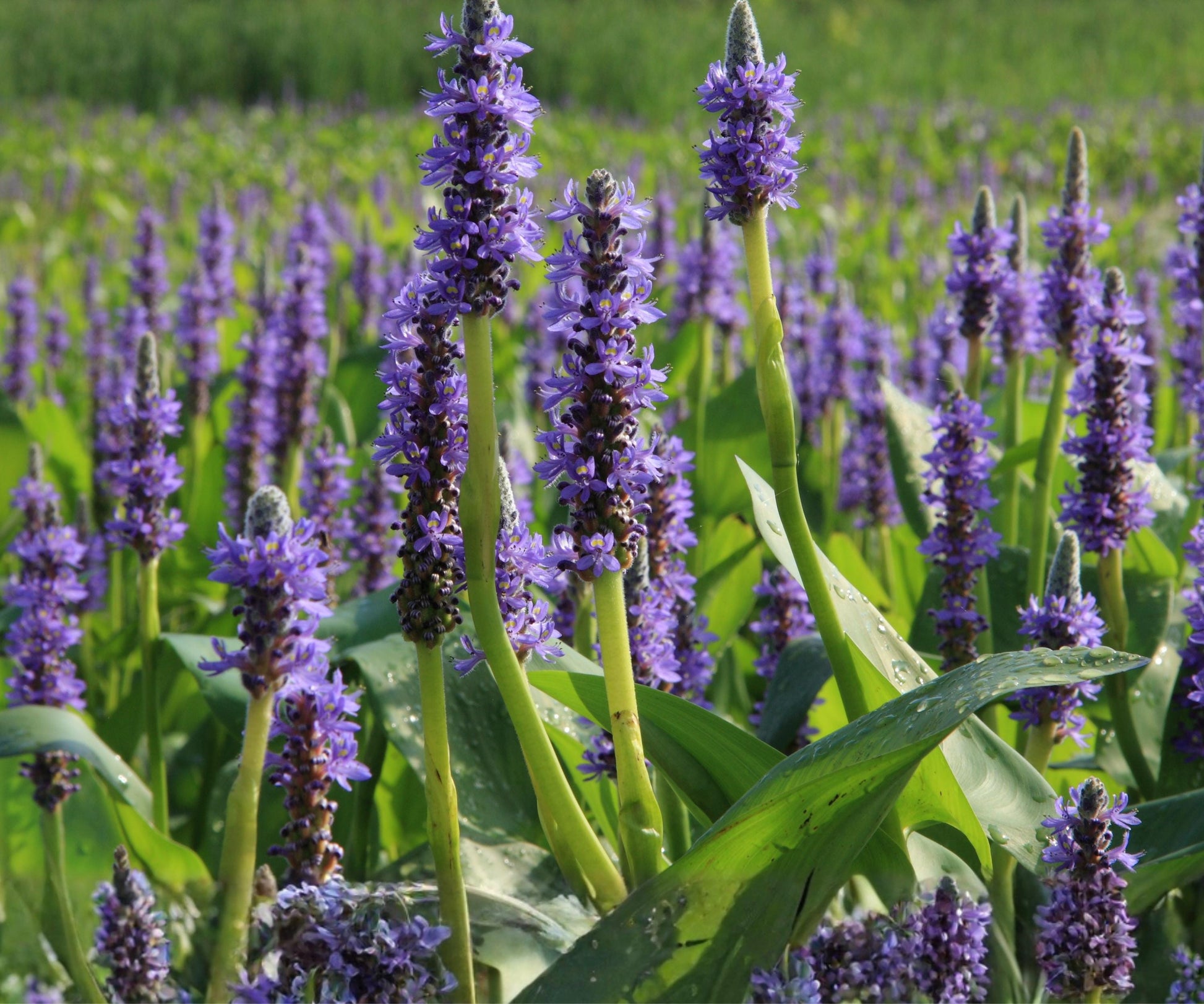 Pickerel Weed Live Plant 2" Pot - Pontederia Cordata - Aquatic Marginal for Pond Edge - Purple Flowering Bog Plant