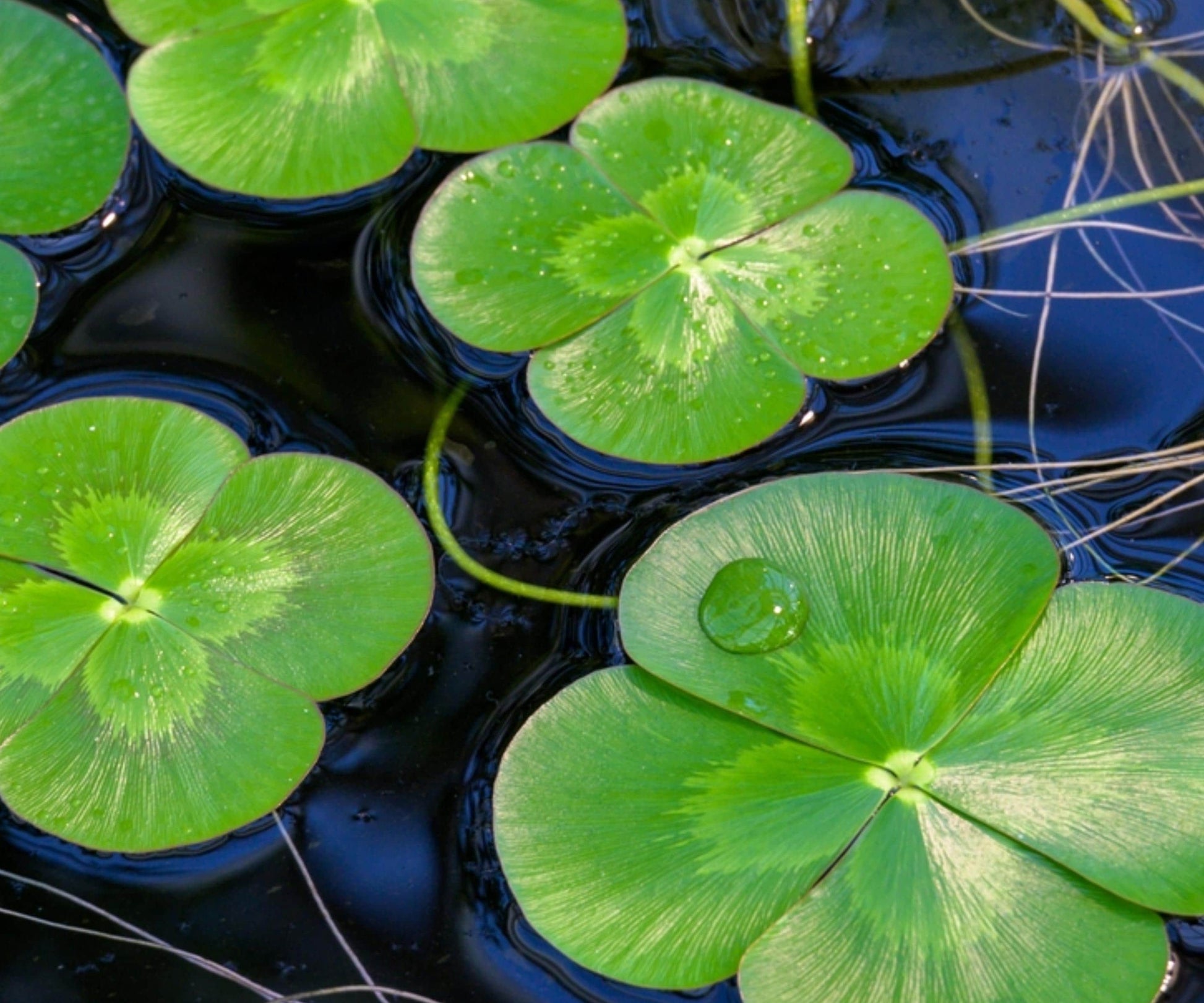 Variegated Four Leaf Clover Plant - 2" Pot - Marsilea mutica - Aquatic Marginal Water Garden and Pond Plant