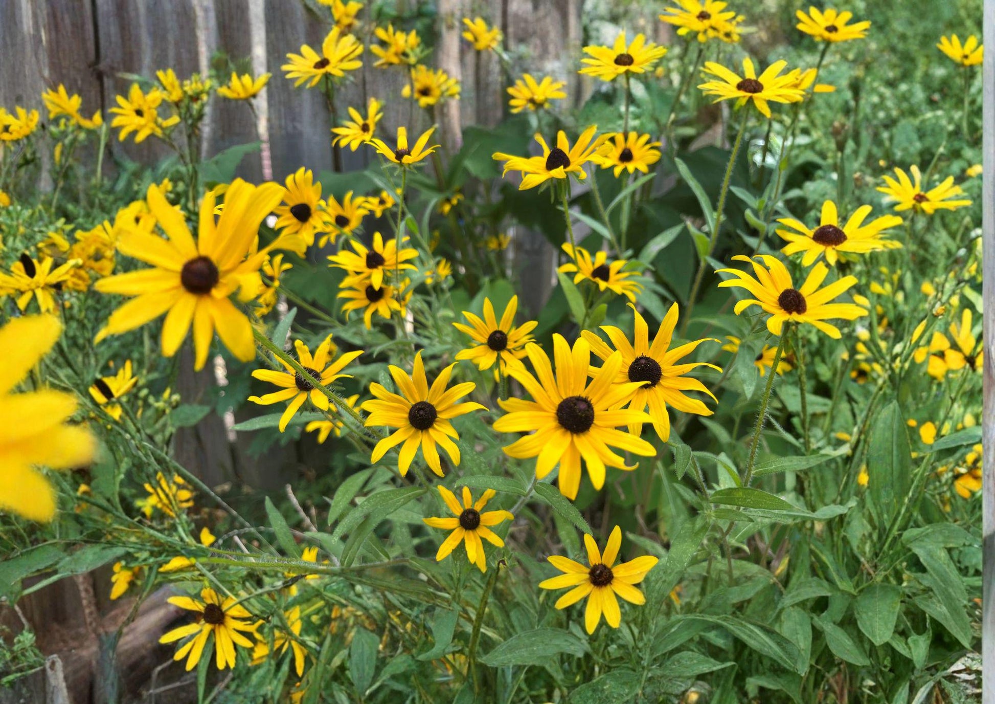 Rudbeckia Hirta Green Eyes Seeds - 25 Unique Green Center Wildflower Seeds for Pollinator Gardens and Summer Flower Beds
