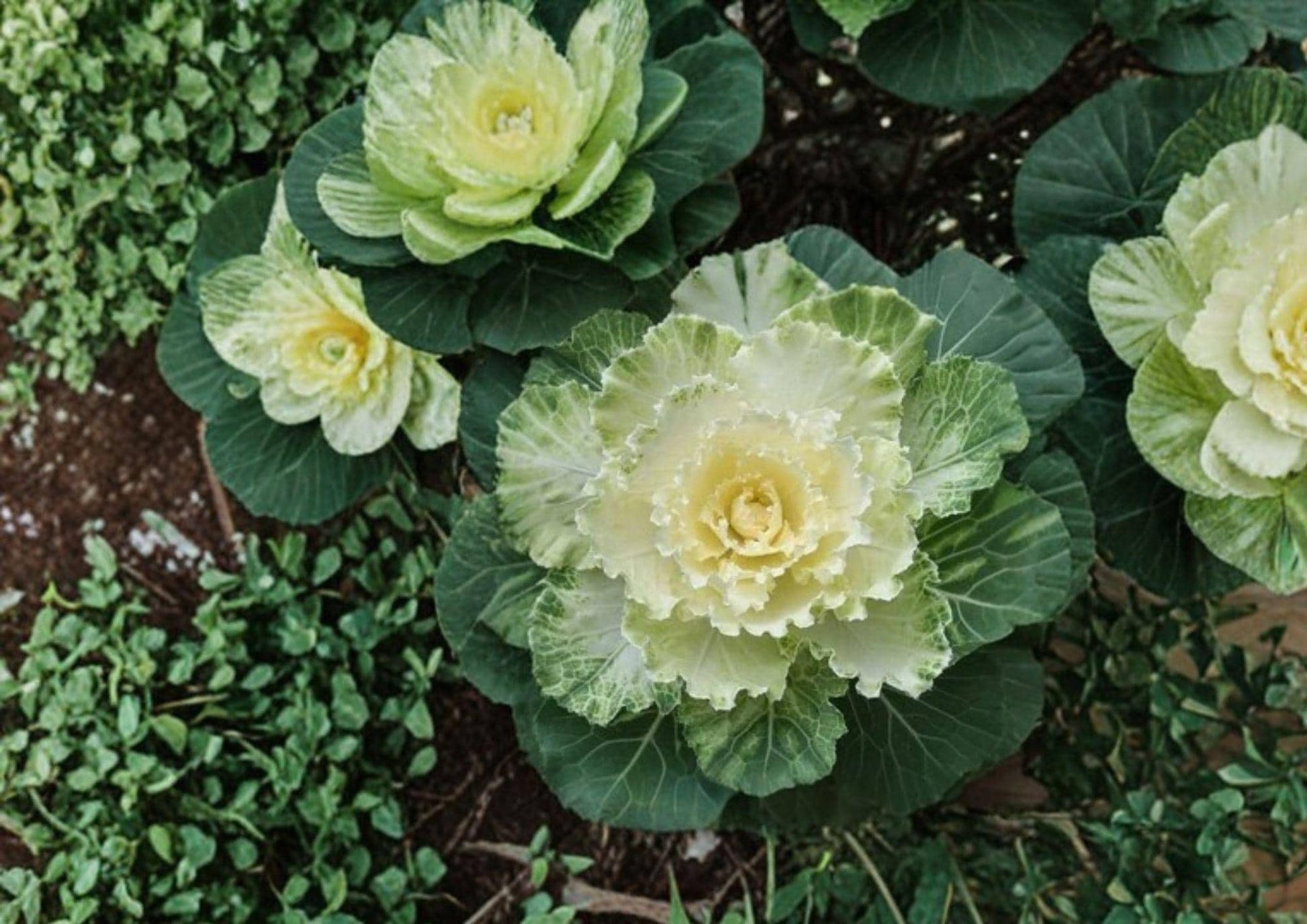 Ornamental Kale Seeds - 25 Non-GMO Brassica Oleracea for Fall Winter Garden Beds - Easy to Grow Decorative Foliage Plant