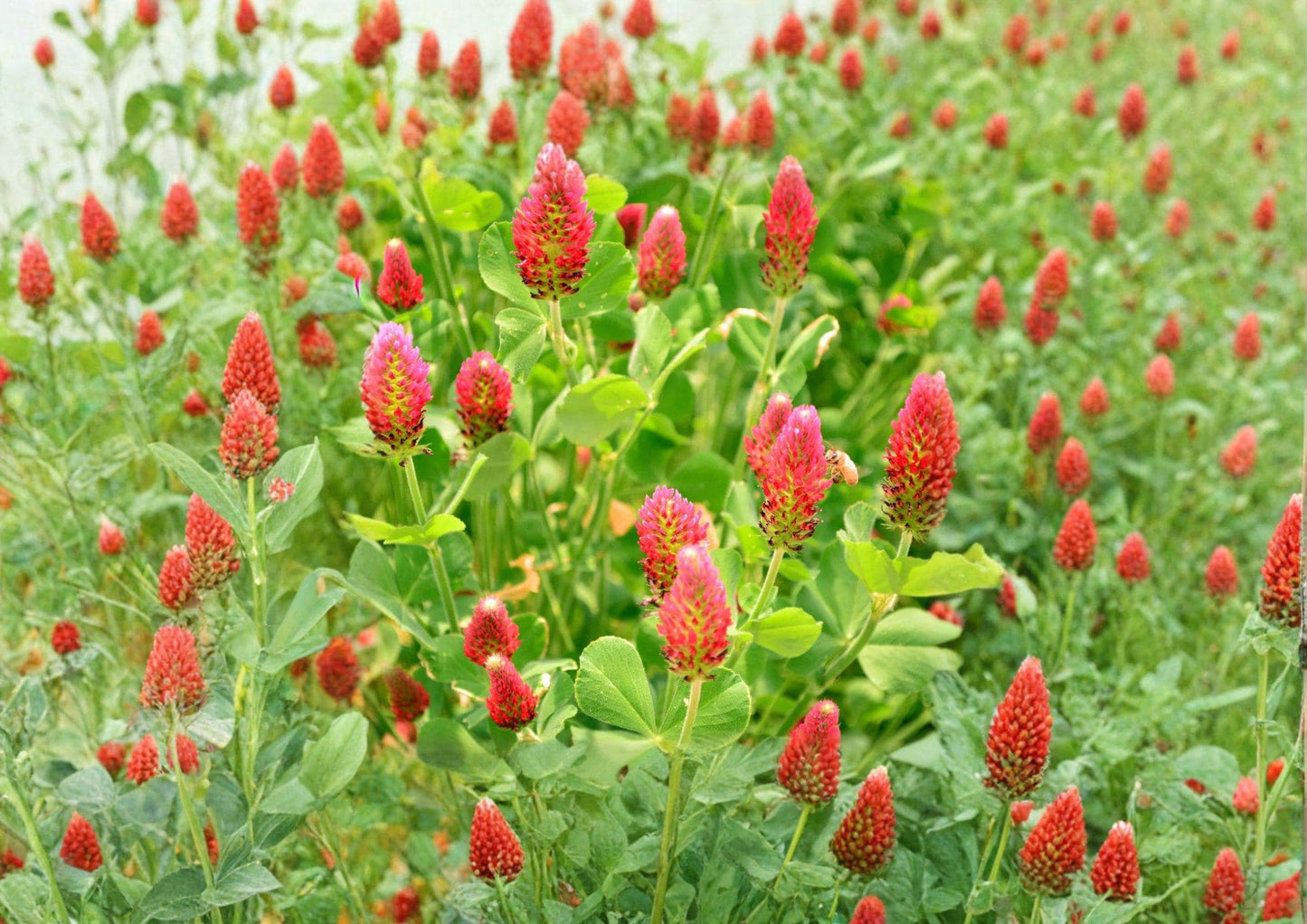 Crimson Clover Seeds 300 Count - Dixie Variety Non-GMO Trifolium Incarnatum Cover Crop for Pollinators & Soil Improvement