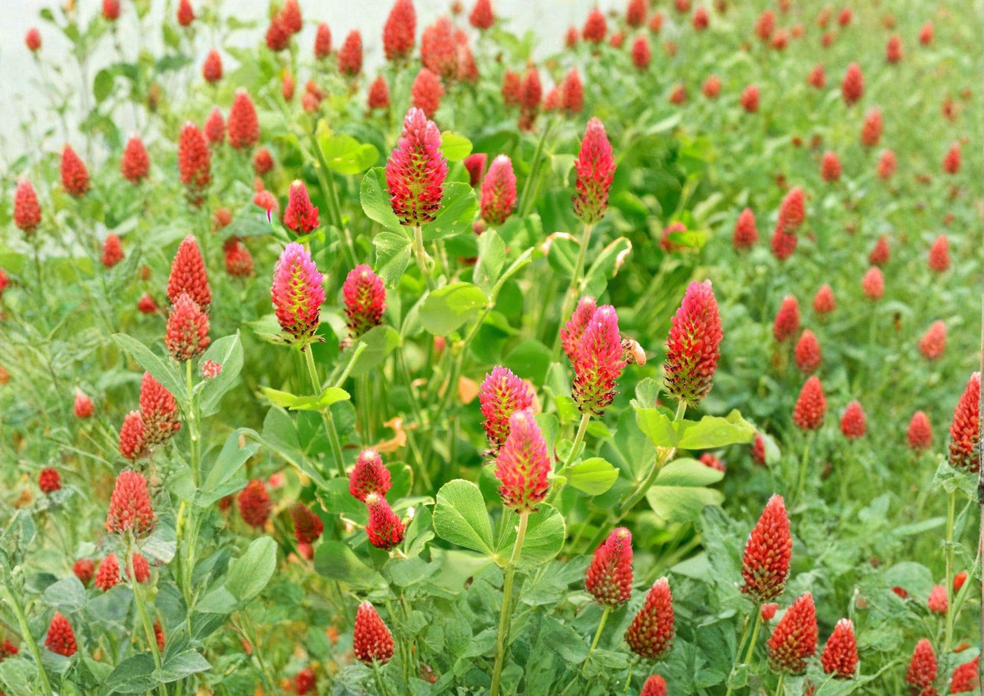 Crimson Clover Seeds 300 Count - Dixie Variety Non-GMO Trifolium Incarnatum Cover Crop for Pollinators & Soil Improvement