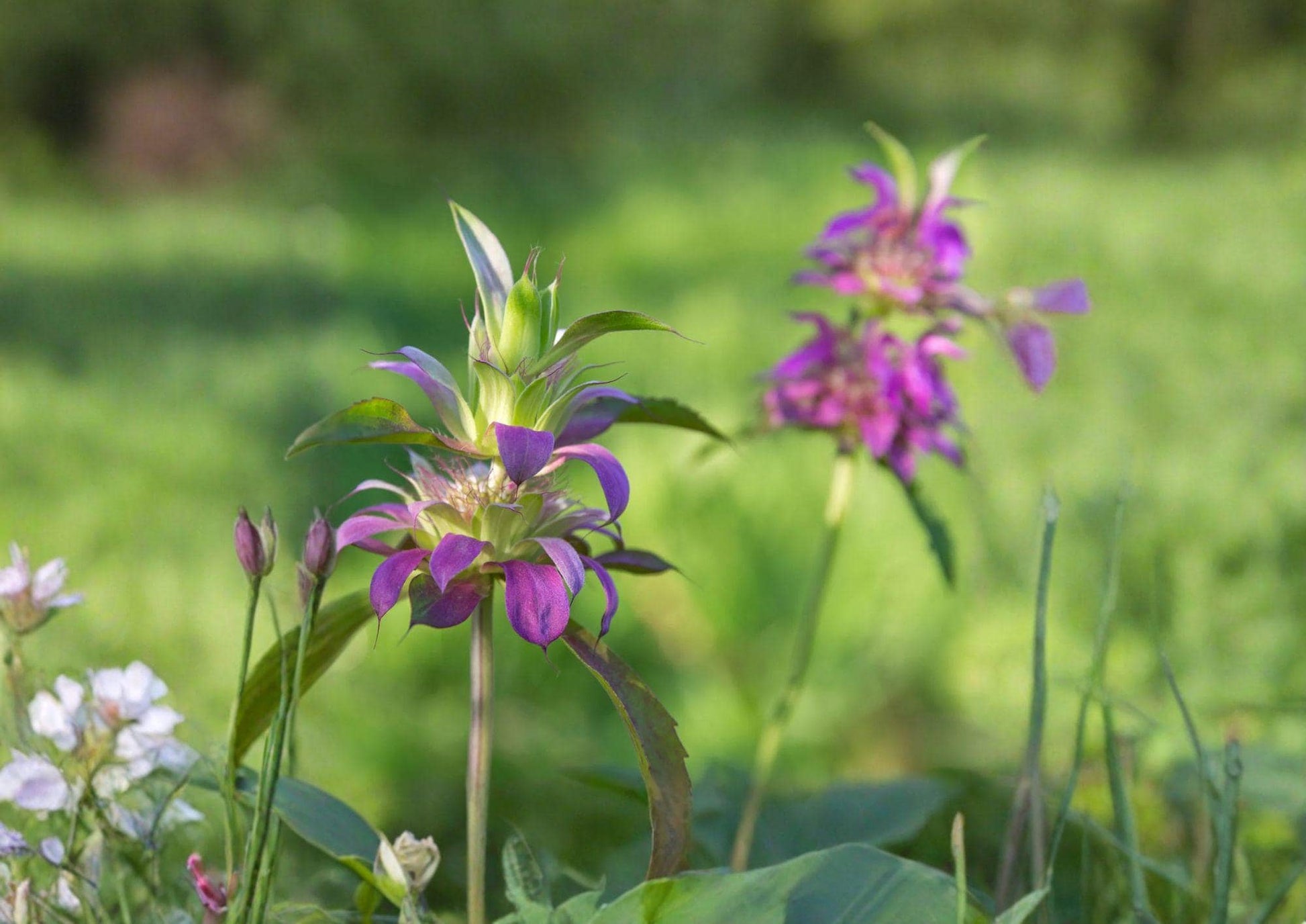 Lemon Bee Balm Seeds - 1000 Seeds - Monarda citriodora - Aromatic Herb Flower for Pollinator Gardens