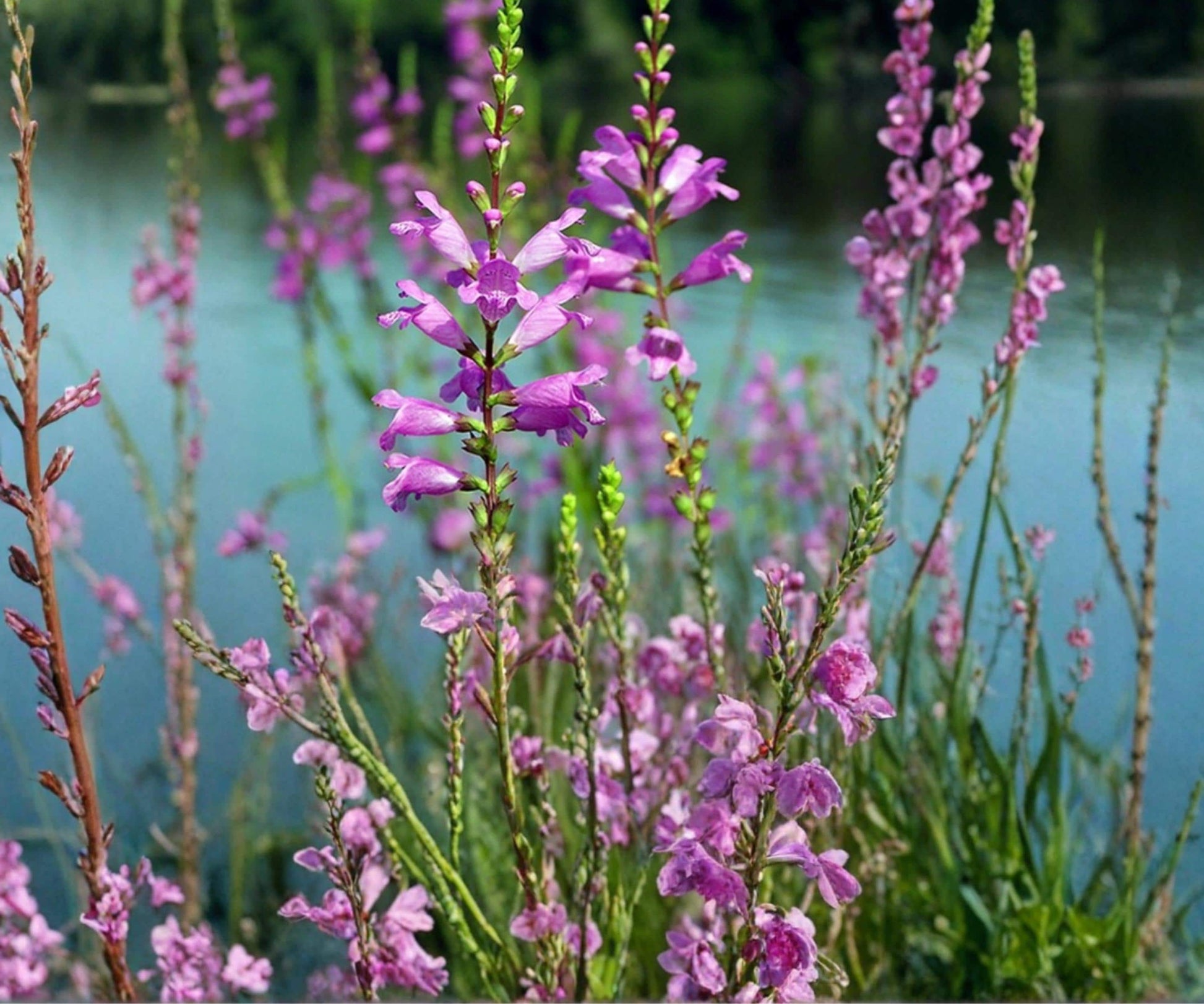 Live Obedient Plant - 1 Gallon Hardy Lavender Aquatic Marginal Flower - Physostegia - Water Garden Bog Plant