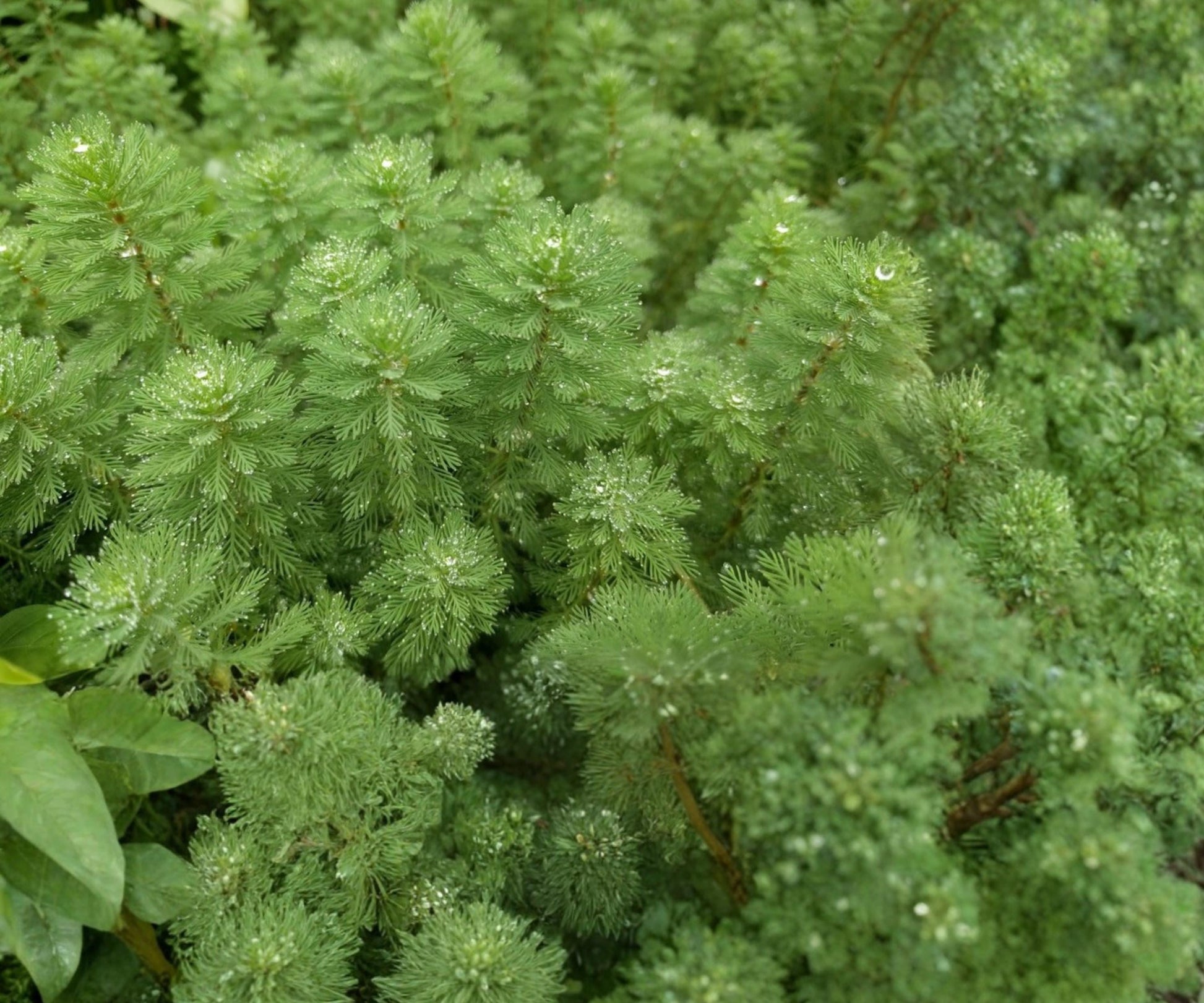 Live Parrot's Feather Plant Bunch - Aquatic Floating Plant for Water Gardens, Myriophyllum aquaticum, Green Foliage