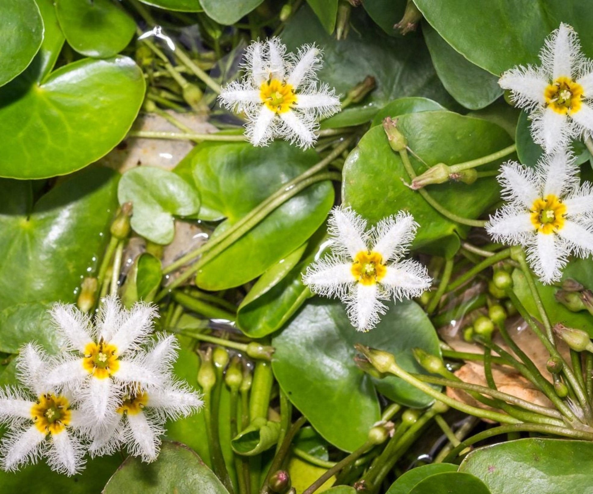 Water Snowflake Live Plant - 2" Net Pot - Nymphoides Indica - Aquatic Floating Pond Plant - White Flowers, Green Pads
