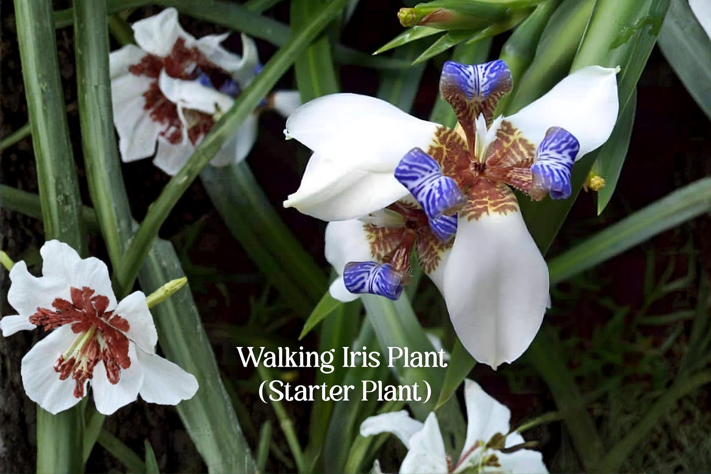 Walking Iris Plant - 4-6" Live Neomarica gracilis - Exotic Flowering Houseplant with White & Blue Flowers - Hardy Garden Plant