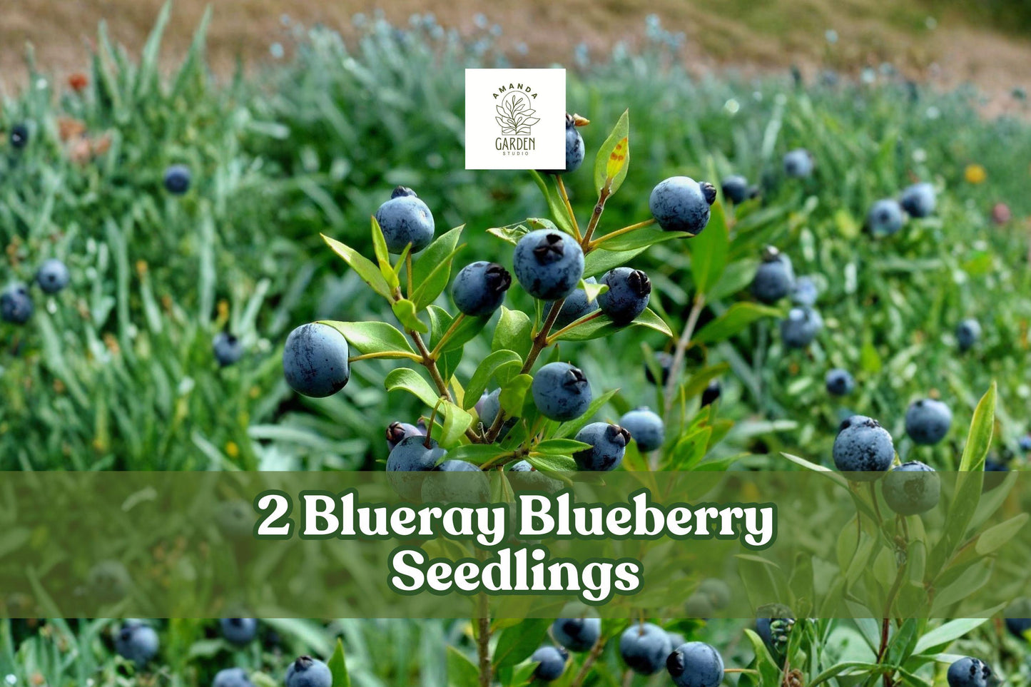 Blueray Blueberry Seedlings – 2 Live Fruit Bushes (Vaccinium corymbosum) – Easy Grow, Blue Berry Plants for Backyard Garden