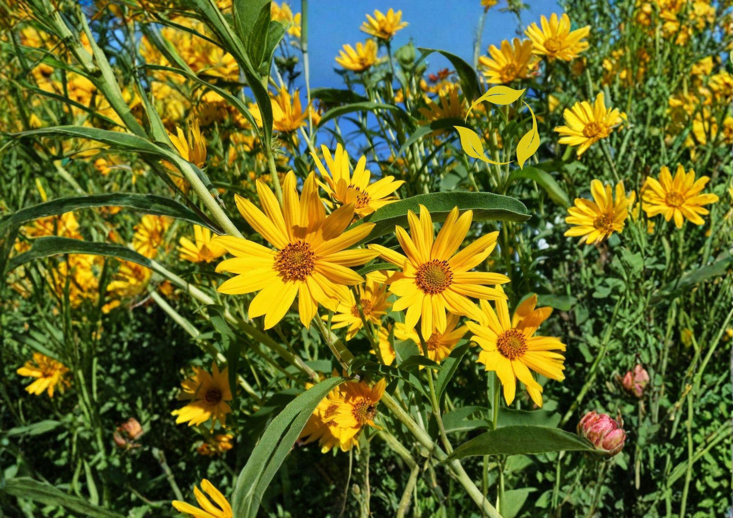 Maximilian Sunflower Seeds 500 Count - Helianthus Maximiliani - Native Tall Perennial for Pollinator Gardens