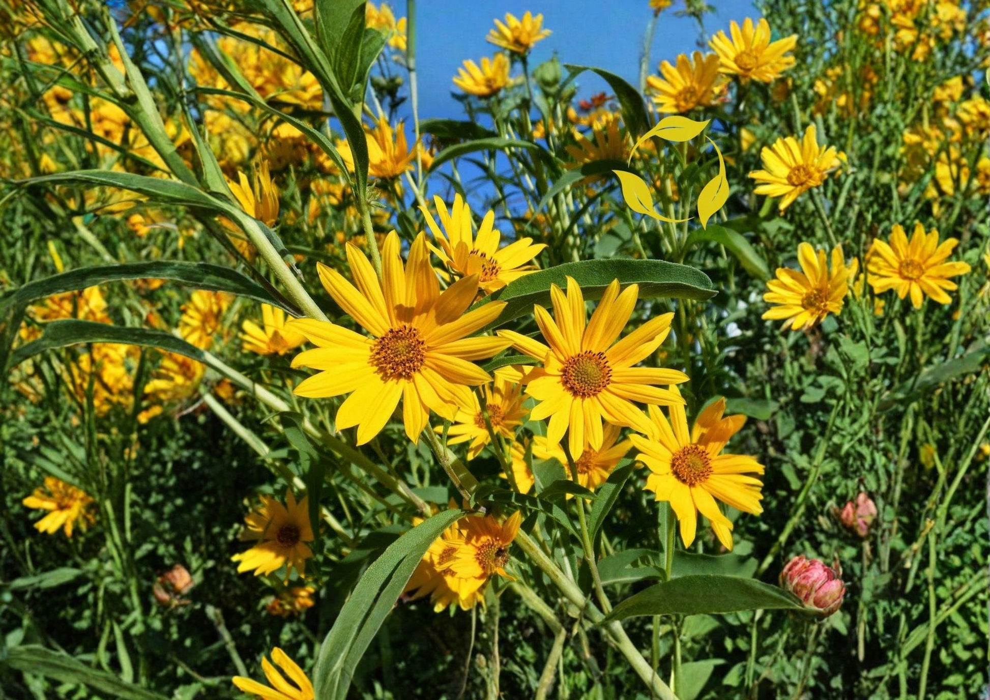 Maximilian Sunflower Seeds 500 Count - Helianthus Maximiliani - Native Tall Perennial for Pollinator Gardens