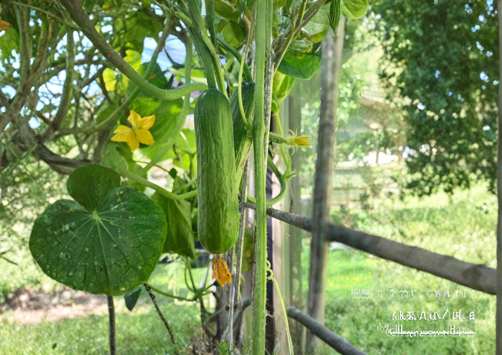 Carolina Pickling Cucumber Seeds - F1 Hybrid - Early Productive Variety for Pickles & Vegetable Gardens - Cucumis sativus