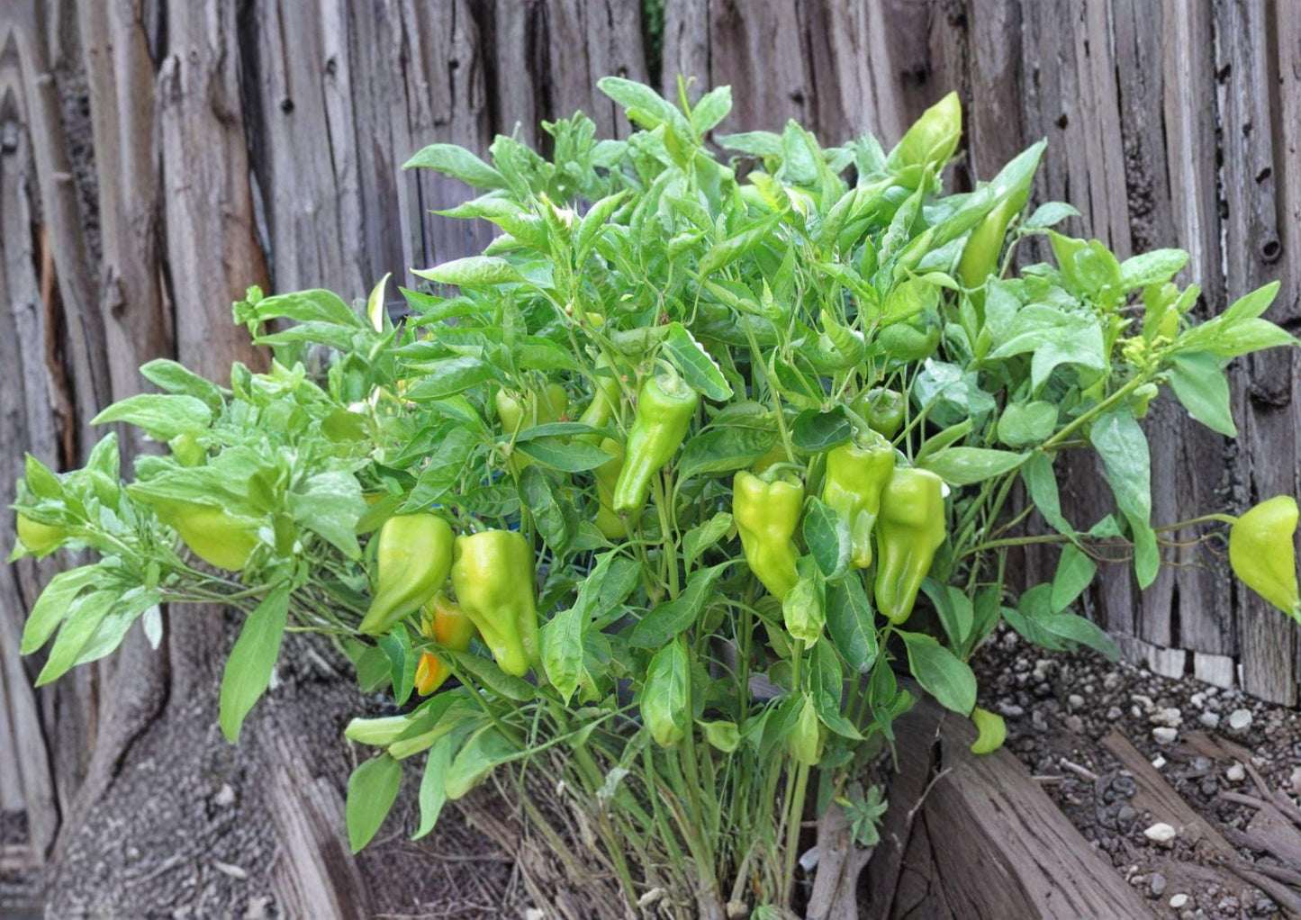 Heirloom Cubanelle Pepper Seeds - Long Light Green Frying Peppers - Capsicum annuum - Warm Season Garden Veggies