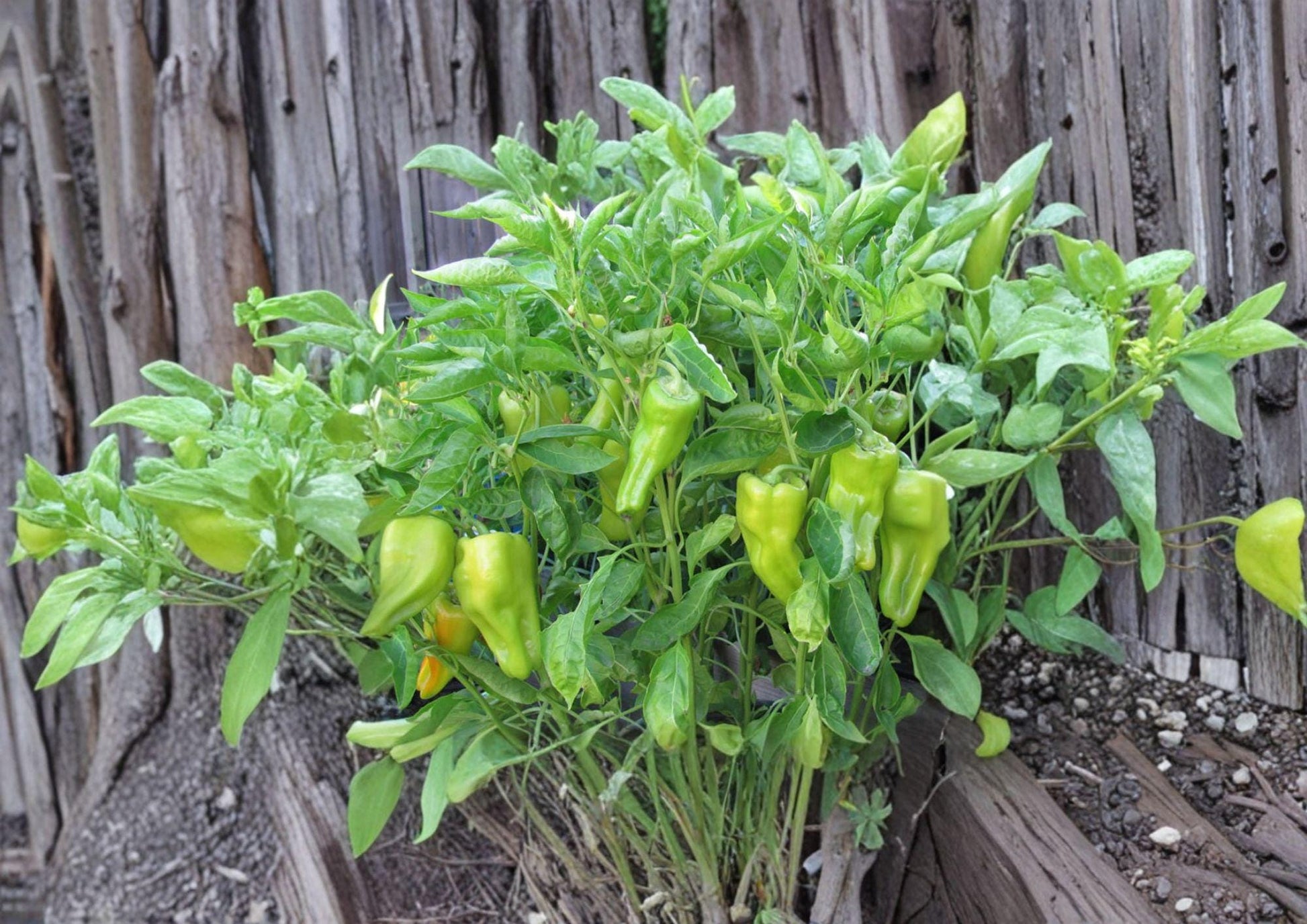 Heirloom Cubanelle Pepper Seeds - Long Light Green Frying Peppers - Capsicum annuum - Warm Season Garden Veggies