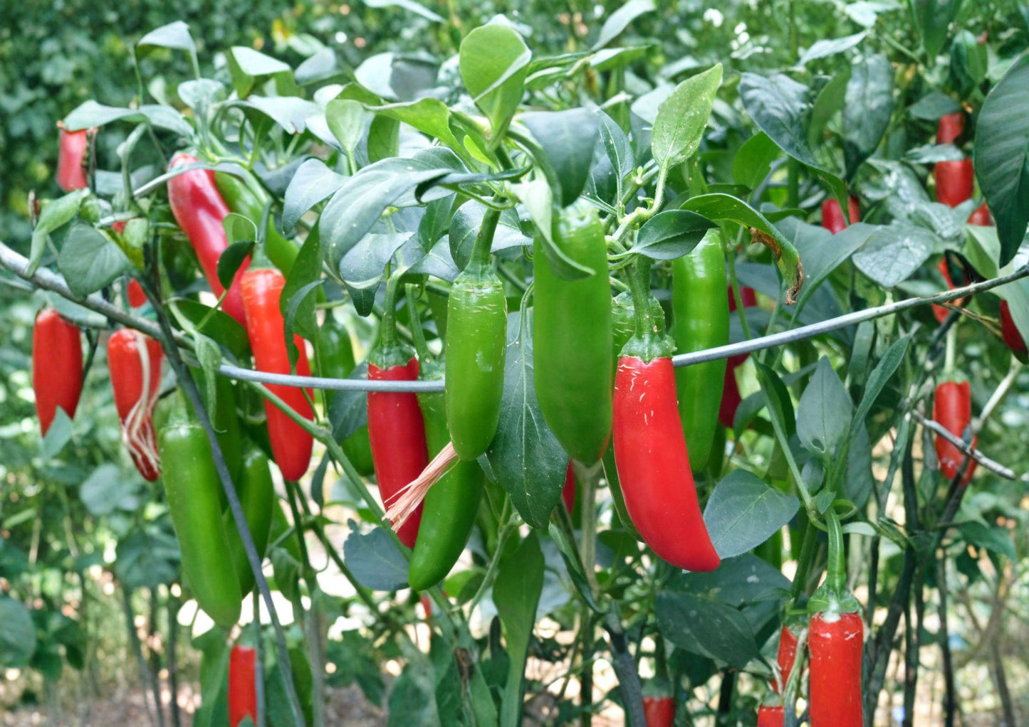 Serrano Tampiqueno Hot Pepper Seeds - 25 Heirloom Seeds for Spicy Green Red Chili, Capsicum annuum, Warm Season Gardening