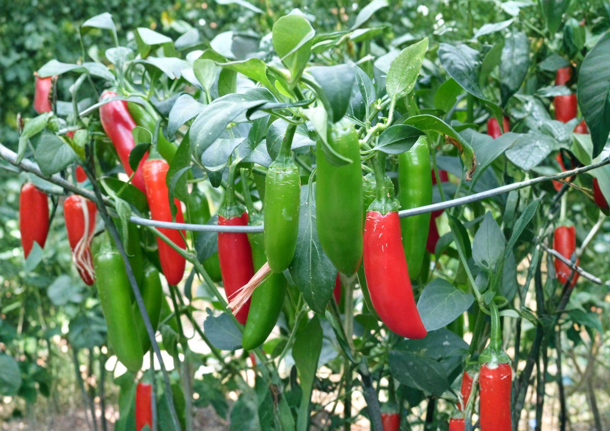 Serrano Tampiqueno Hot Pepper Seeds - 25 Heirloom Seeds for Spicy Green Red Chili, Capsicum annuum, Warm Season Gardening