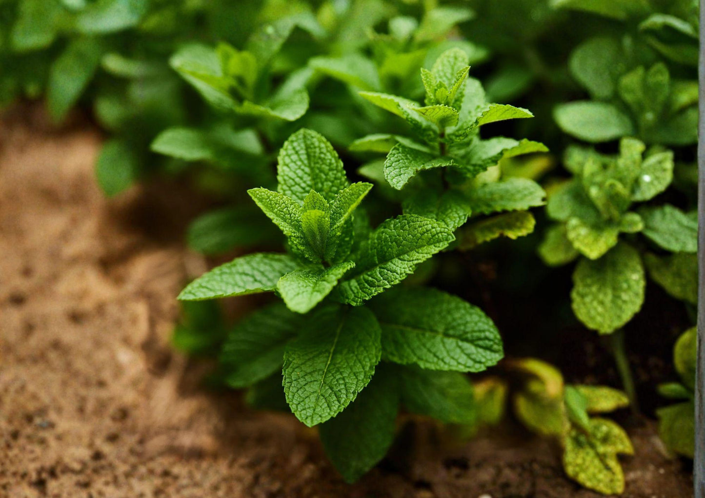 Spearmint Herb Seeds - 100 Heirloom Aromatic Mint Seeds for Culinary Gardens - Mentha spicata