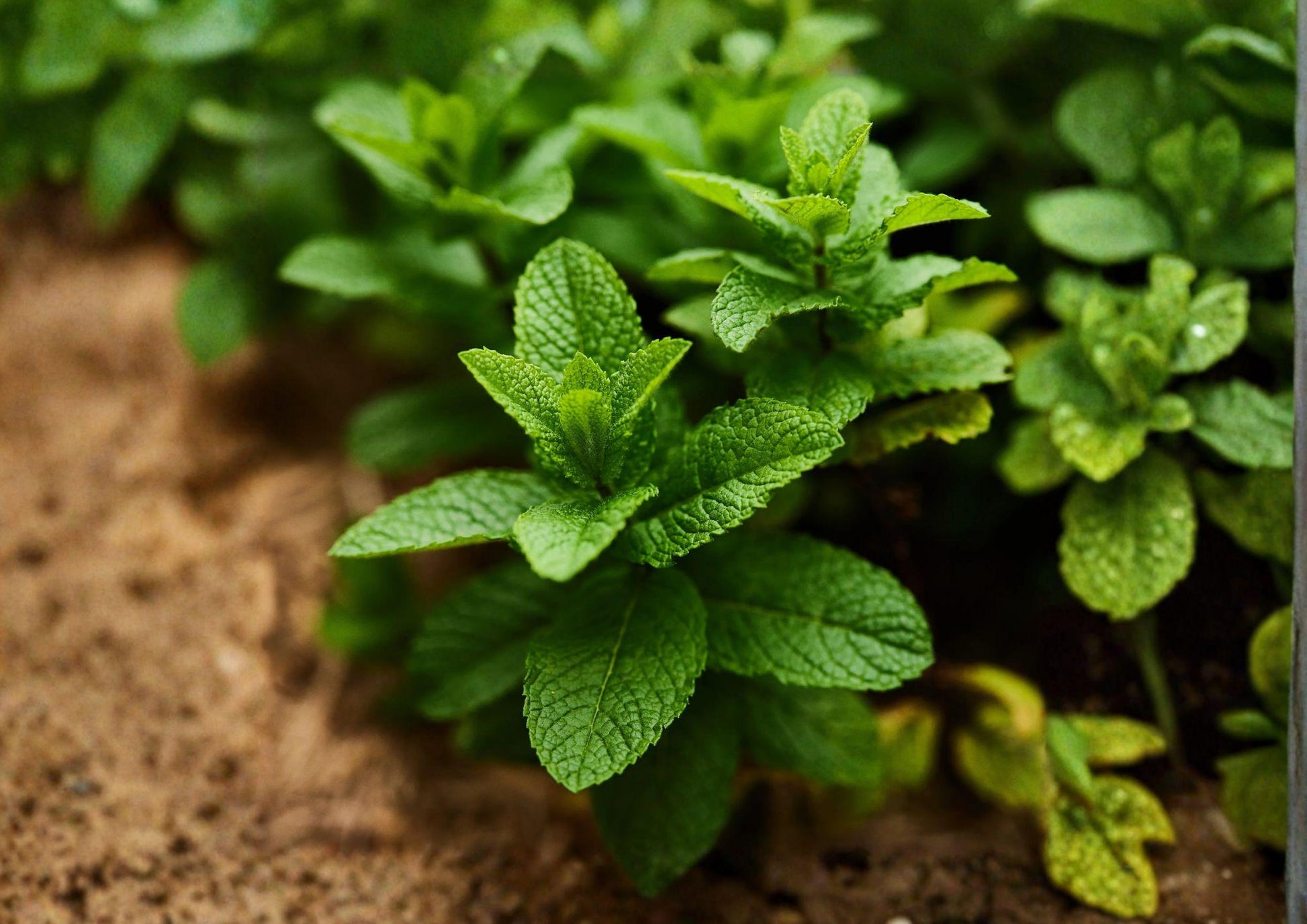 Spearmint Herb Seeds - 100 Heirloom Aromatic Mint Seeds for Culinary Gardens - Mentha spicata