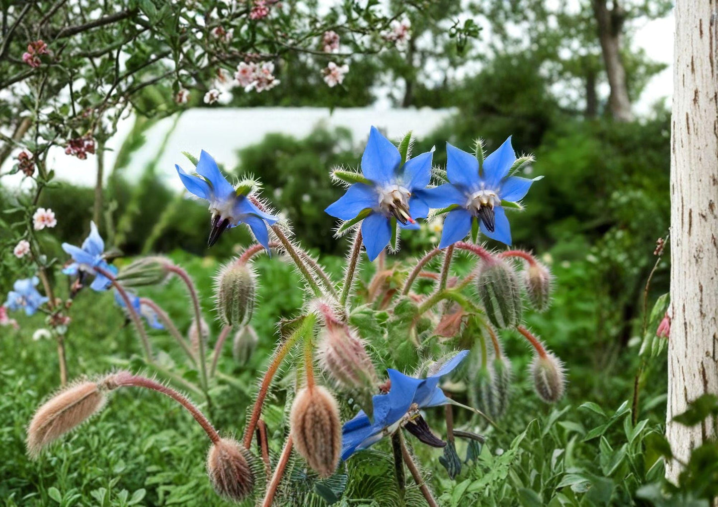 Heirloom Borage Seeds - Edible Blue Star Flowers - Non-GMO Pollinator Friendly Garden - Borago officinalis