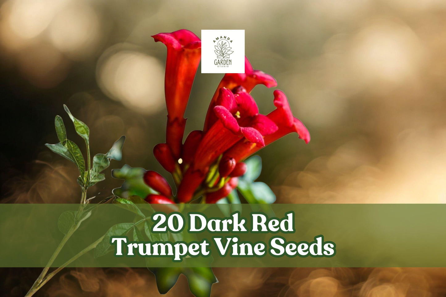 20 Dark Red Trumpet Vine Seeds - Campsis radicans - Hardy Hummingbird Flowering Climber for Trellises & Pollinator Gardens