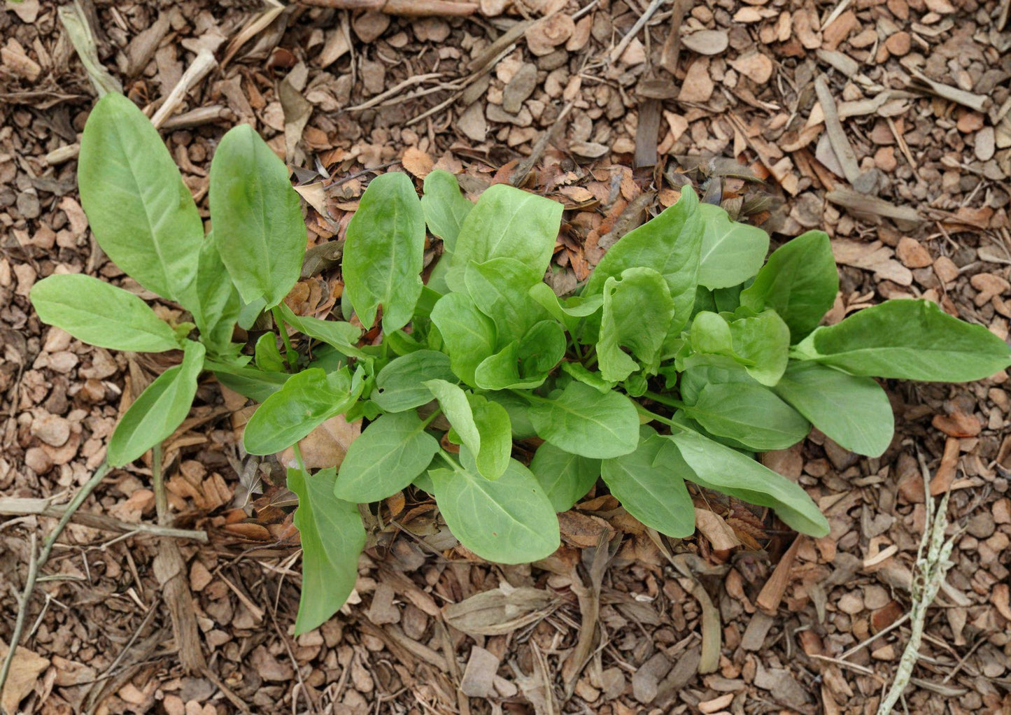 Large Leaf Sorrel Herb Seeds - 100 Heirloom Perennial Seeds - Fast Growing Sorrel (Rumex acetosa) for Home Garden