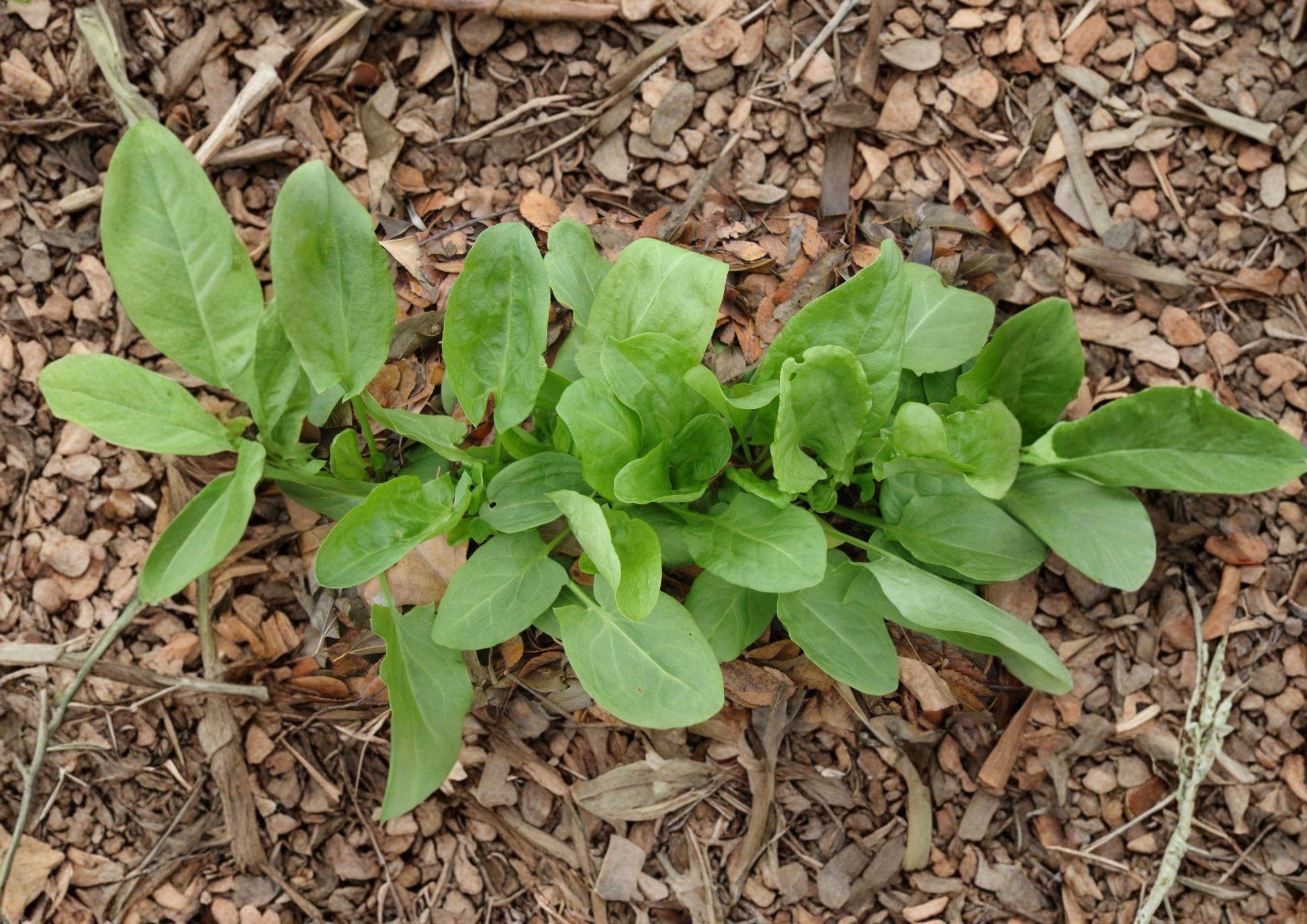 Large Leaf Sorrel Herb Seeds - 100 Heirloom Perennial Seeds - Fast Growing Sorrel (Rumex acetosa) for Home Garden