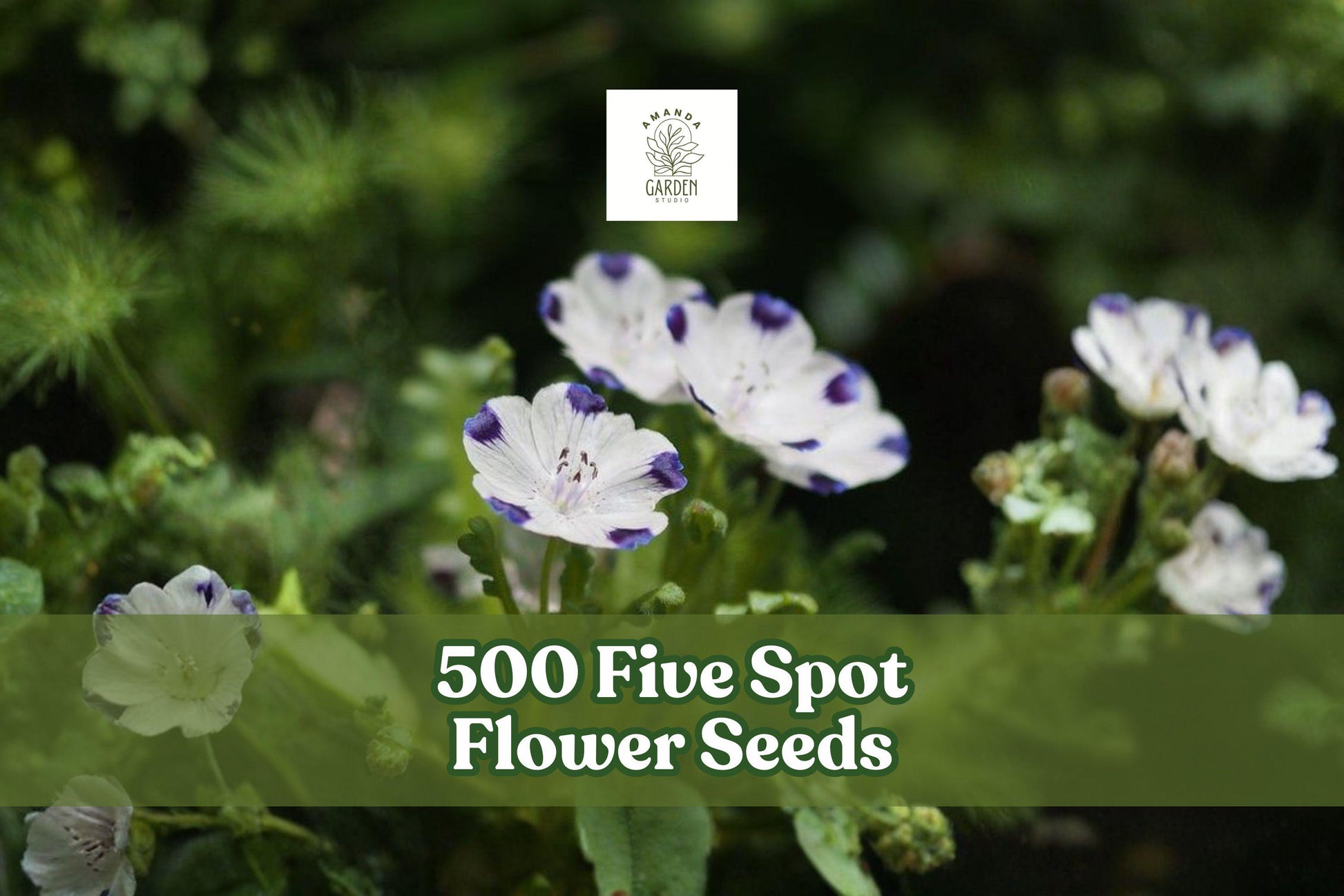 500 Five Spot Flower Seeds - Nemophila Maculata - White with Blue Spots - Annual Wildflower Seeds for Easy Garden Ground Cover