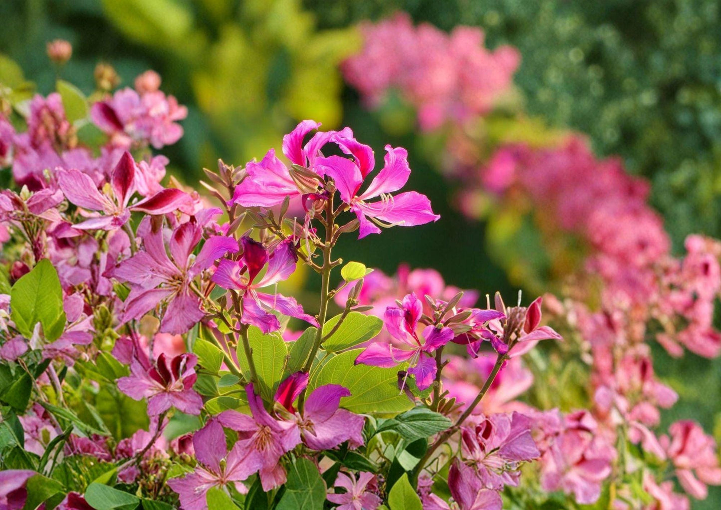 Bauhinia Purpurea Seeds - 10 Orchid Tree Flower Seeds, Purple Blooms, Tropical Garden Plant, Exotic Flowers