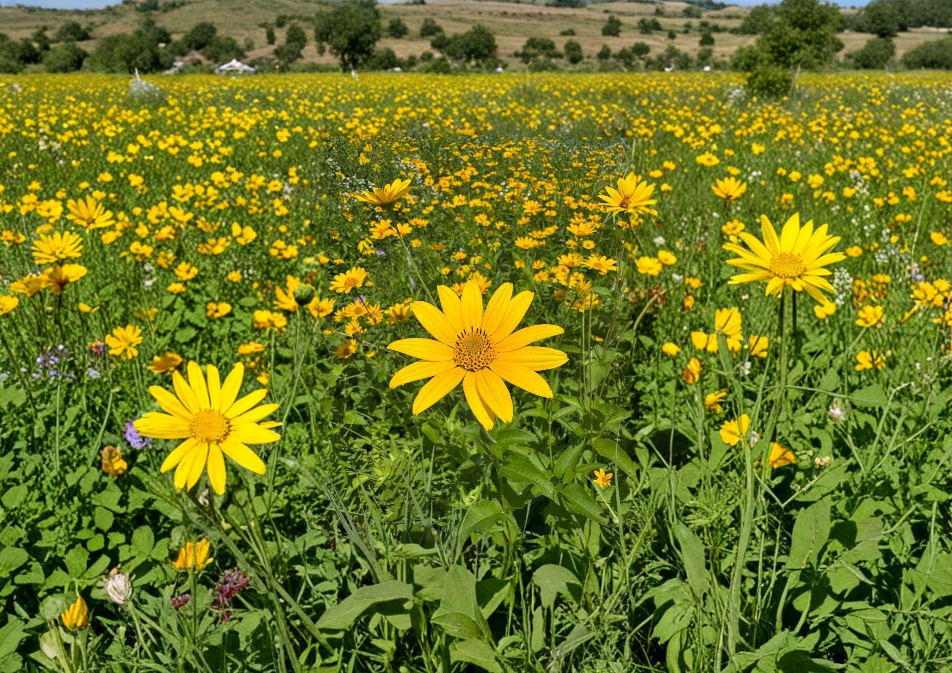 Heliopsis Helianthoides Seeds - 100 Non-GMO Yellow Daisy Perennial Blooms for Garden Planting