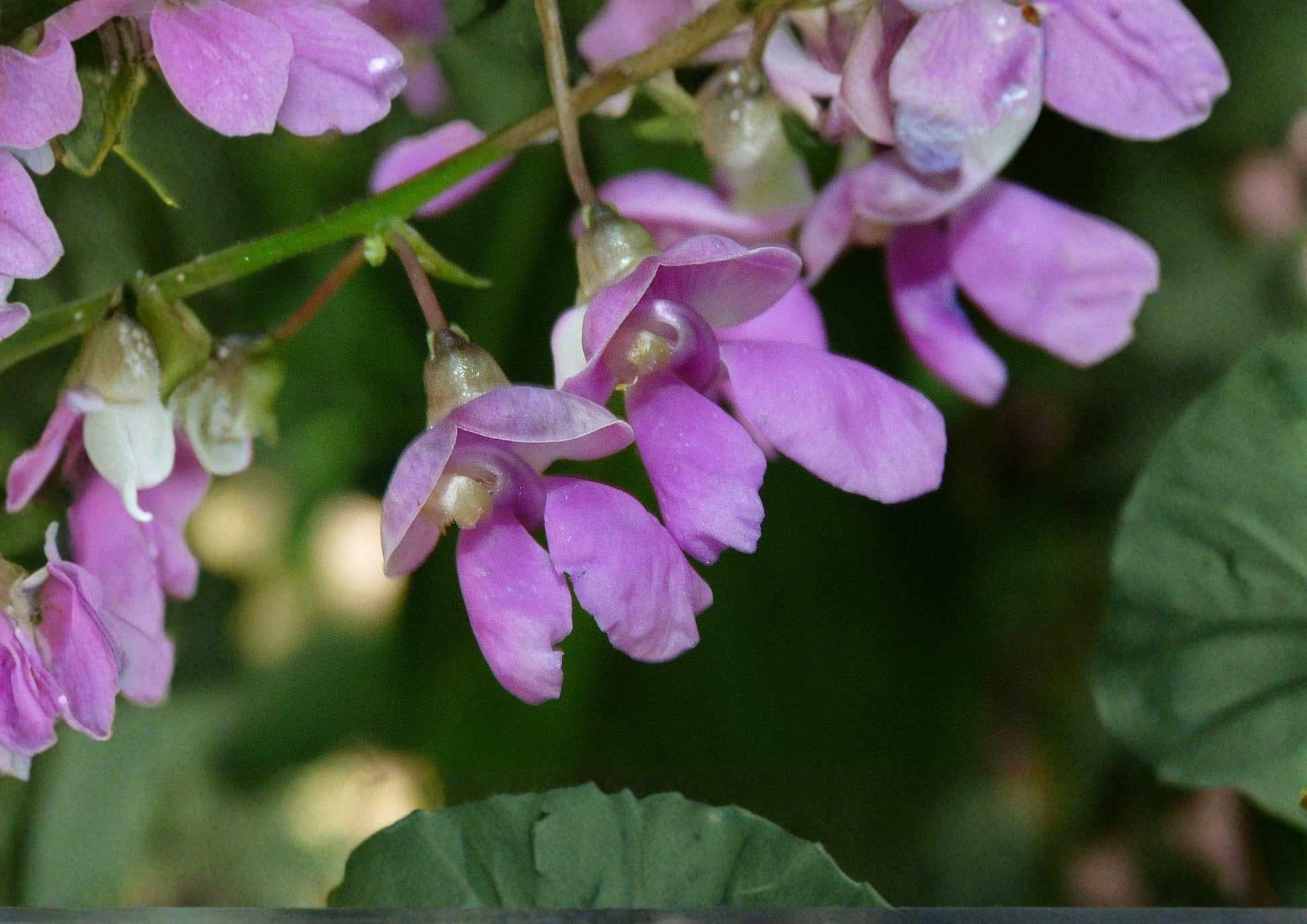 Wild Kidney Bean Vine Seeds - Climbing Perennial Plant, Native Variety, Garden Seeds (5 Seeds) - Phaseolus vulgaris