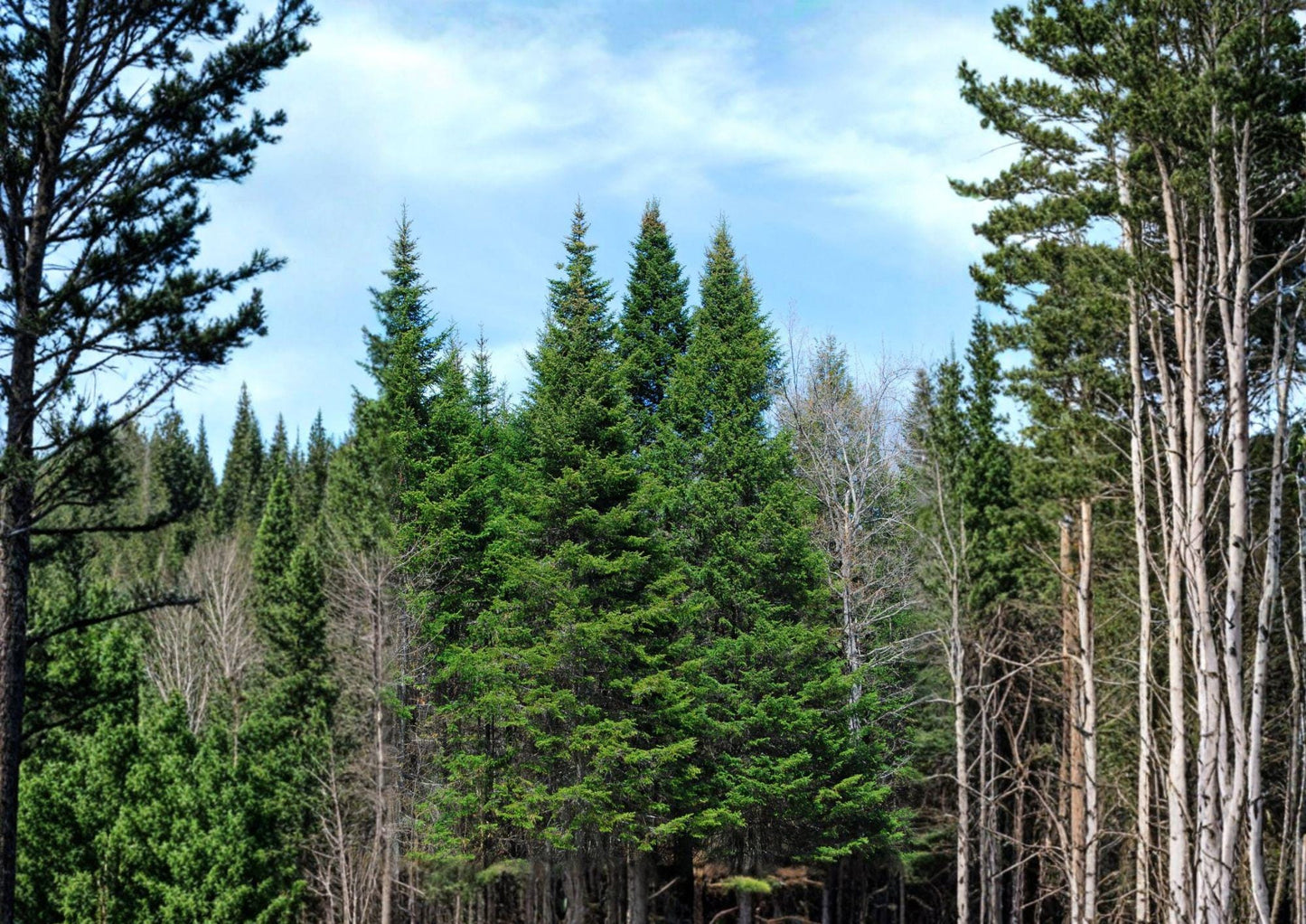 Balsam Fir Seeds - 30 Evergreen Tree Seeds, Hardy Forest Garden, Abies balsamea, Fragrant Needles