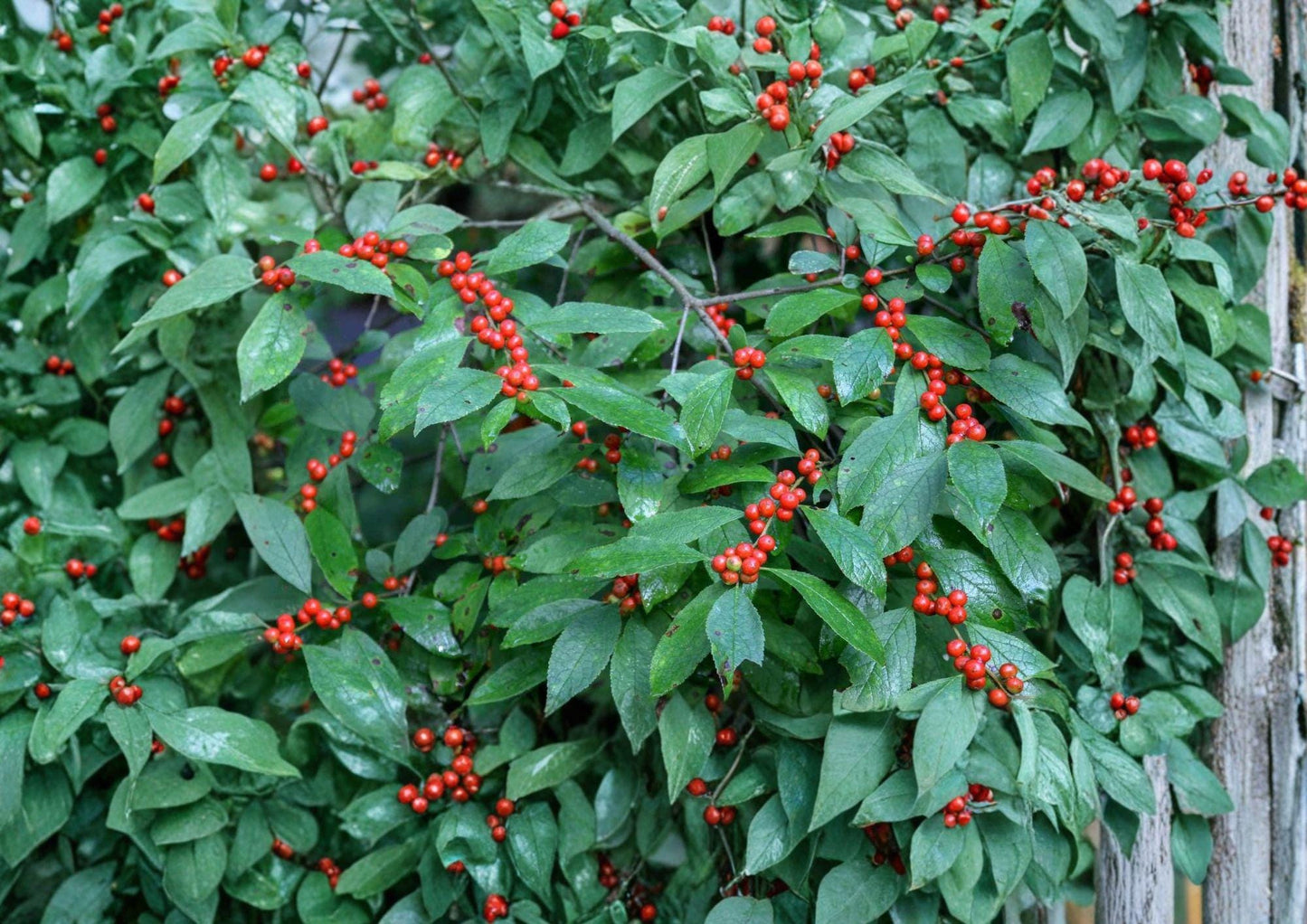 Winterberry Holly Seeds - 25 Pack Ilex Verticillata for Red Berries, Ornamental Garden Plant