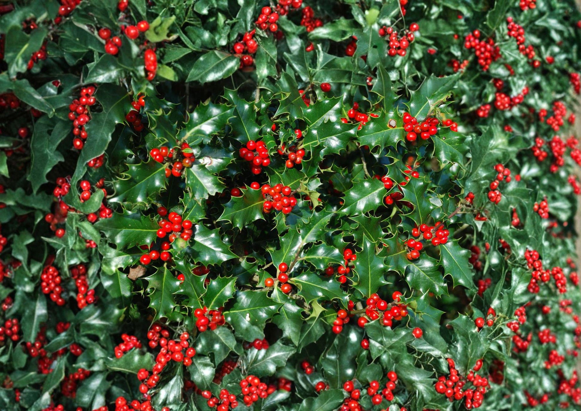 English Holly Seeds - 10 Ilex Aquifolium Red Berry Evergreen Seeds - Easy to Grow Gardening Supplies