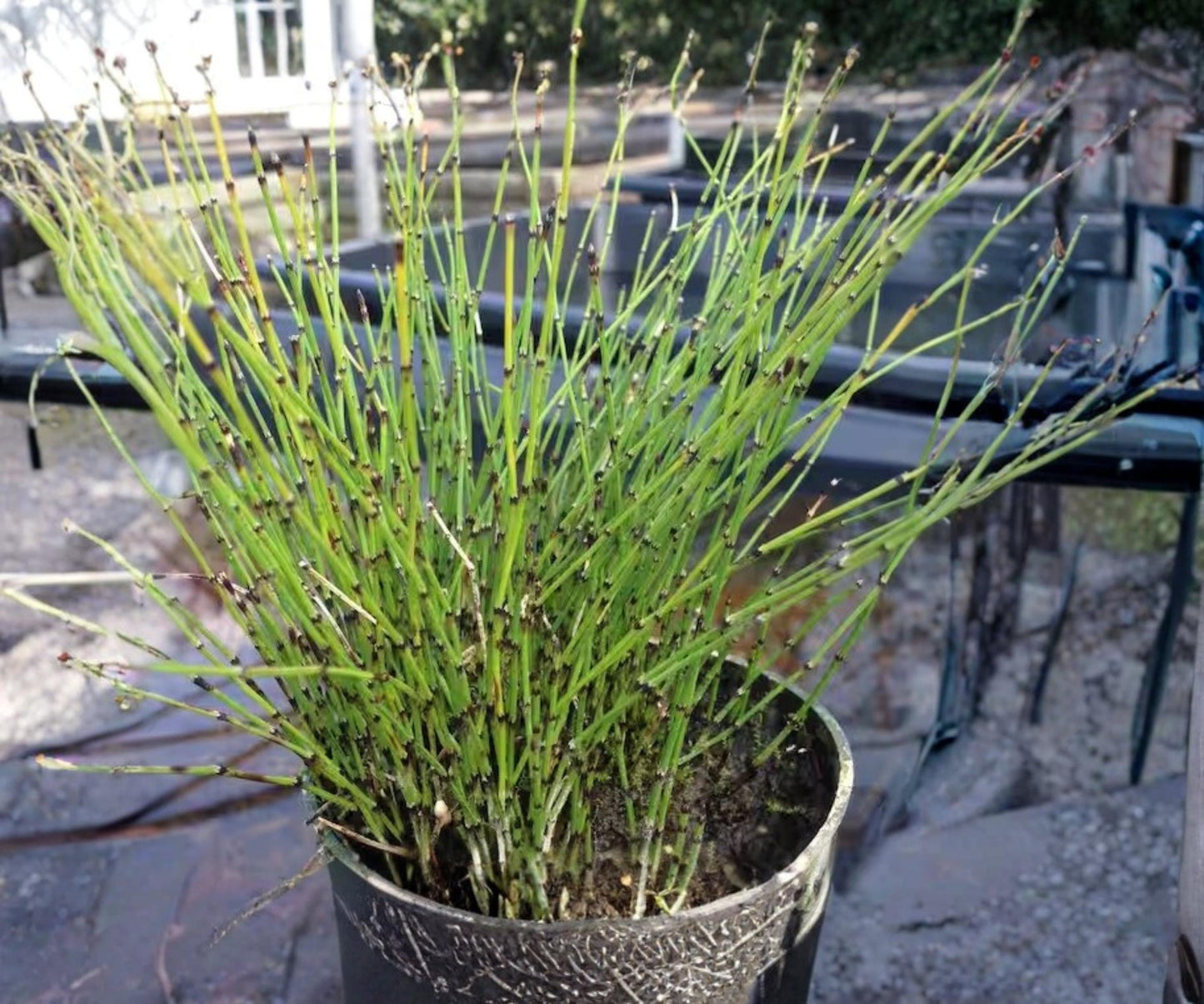 Dwarf Horsetail Rush Plant - 2" Live Equisetum Scirpoides - Hardy Aquatic Marginal for Pond & Bog Gardens