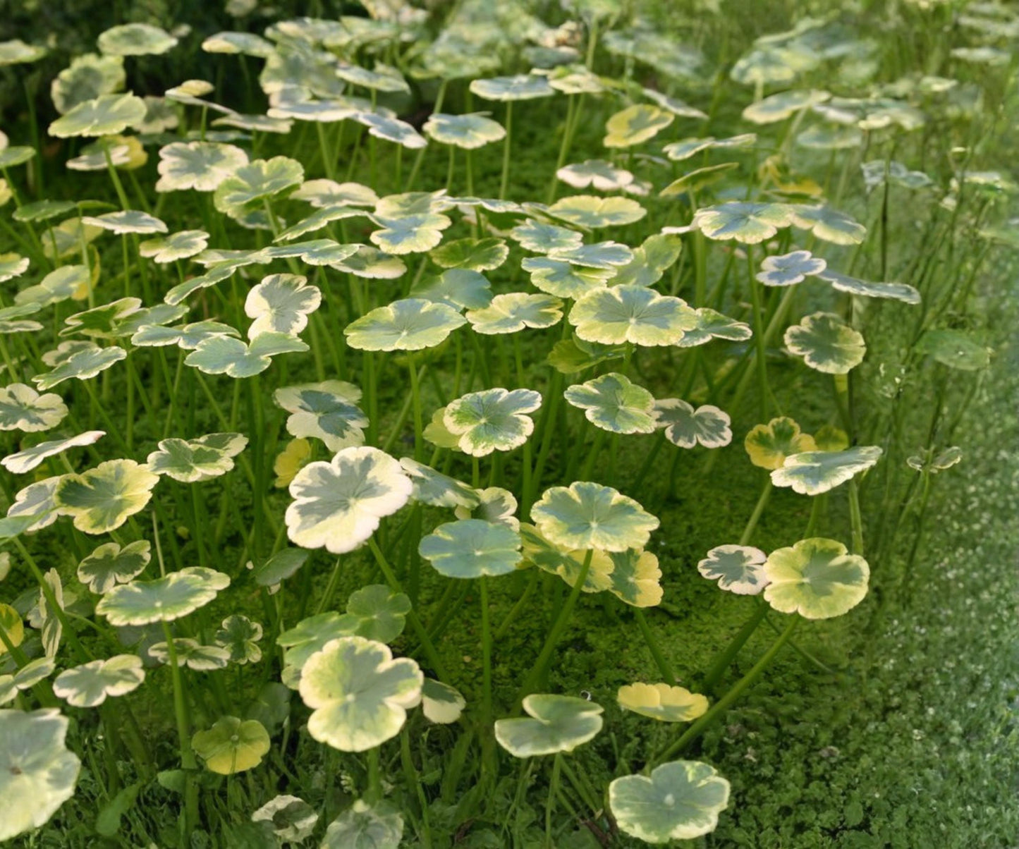 Variegated Pennywort Live Plant - Hydrocotyle ranunculoides 'Crystal Ball' - Hardy Aquatic Marginal for Ponds & Water Gardens