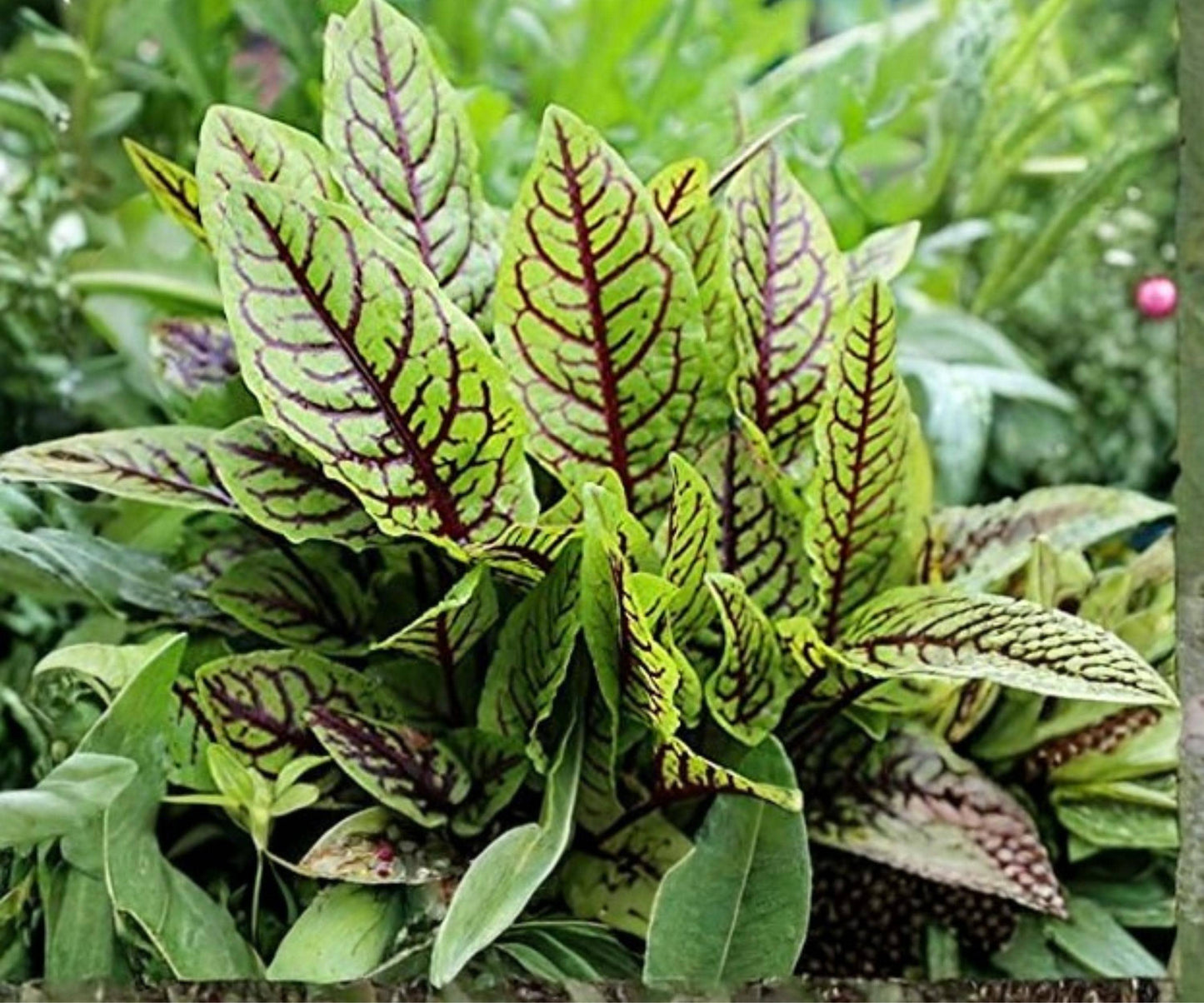 Bloody Dock Plant - Live 1 Gallon Red Veined Sorrel - Rumex sanguineus - Hardy Aquatic Marginal Pond Foliage for Water Gardens