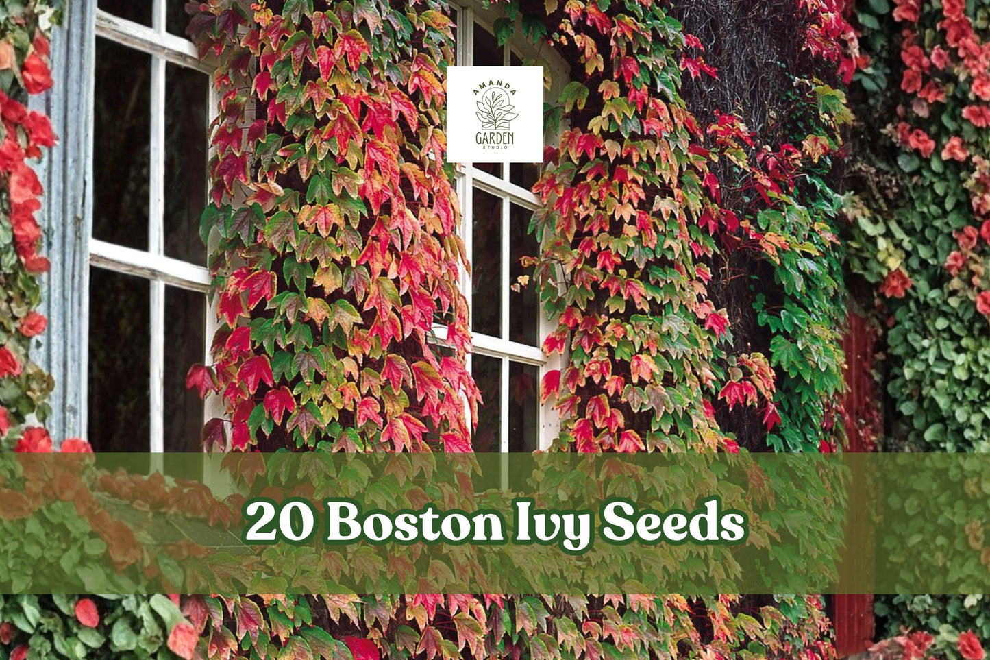 20 Boston Ivy Seeds - Japanese Creeper Vine - Parthenocissus tricuspidata - Fast-Growing Climbing Plant for Outdoor Coverage