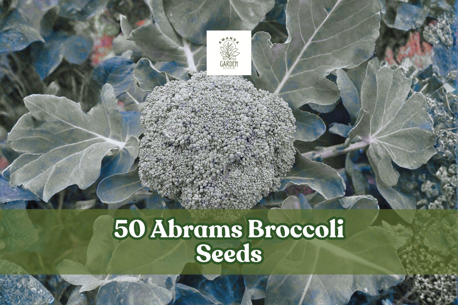 50 Abrams Broccoli Seeds - Heirloom Vegetable, Dark Green, Brassica oleracea - Easy to Grow for Home Gardens