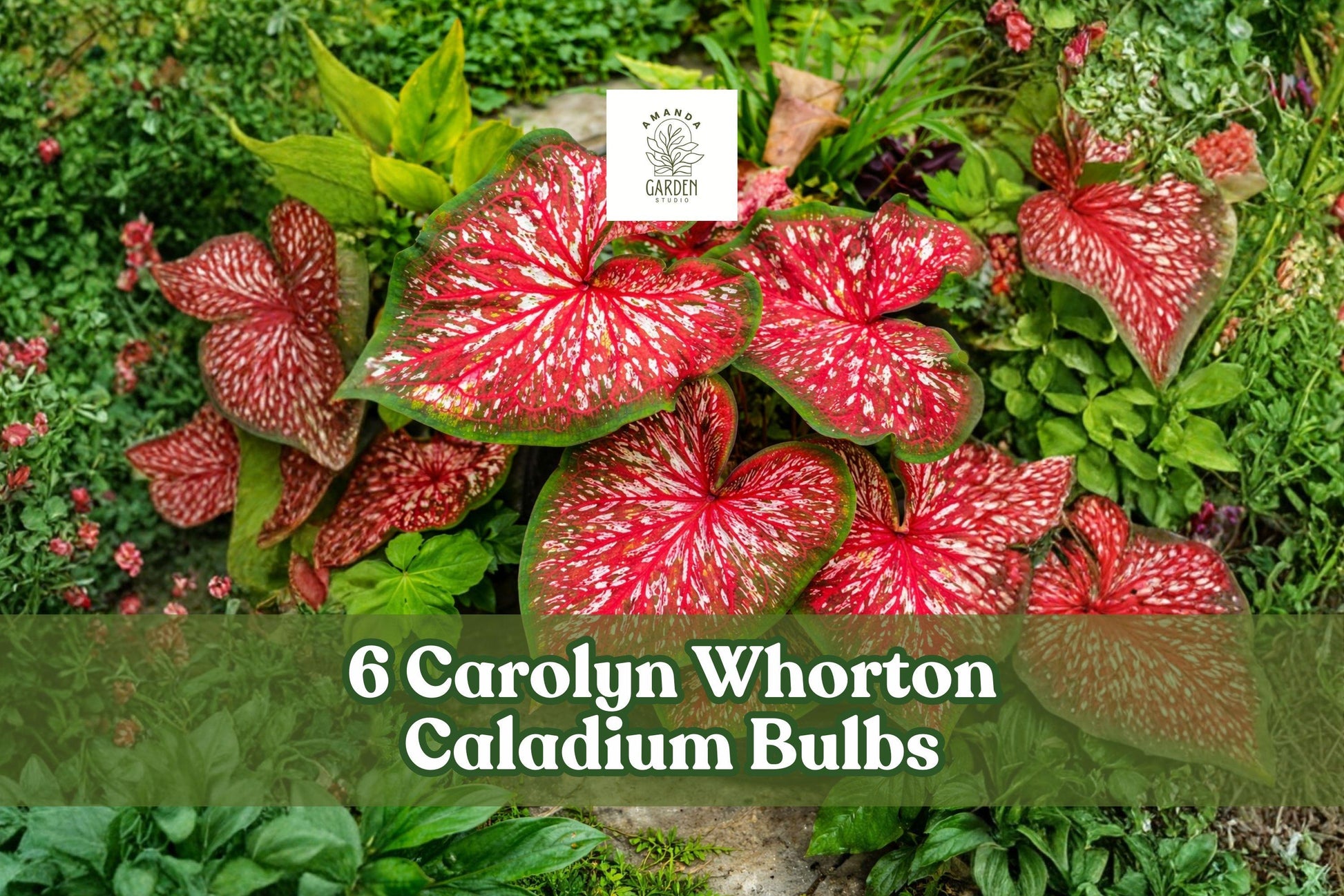 Caladium Bulbs - 6 Carolyn Whorton Pink Green Tropical Foliage - Caladium bicolor - Ideal for Containers & Shaded Gardens