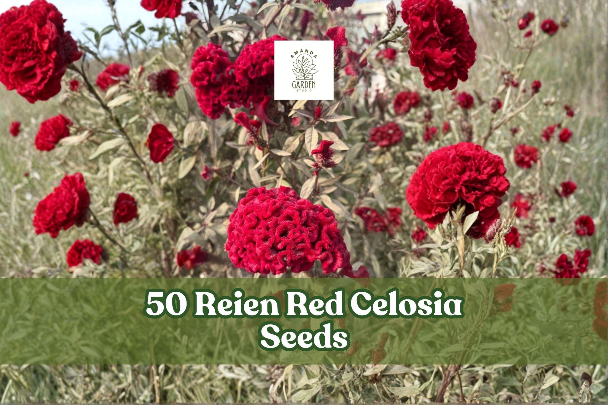 50 Reien Red Celosia Seeds - Scarlet Cockscomb Flower - Celosia cristata - Bold Annual Blooms for Gardens & Bouquets