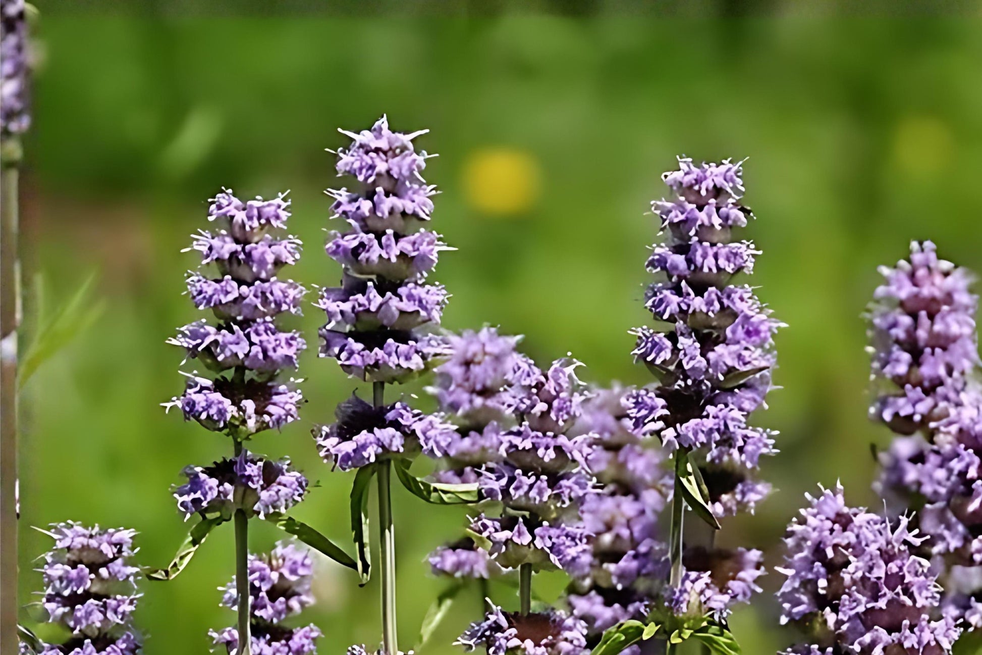 Downy Wood Mint Seeds - 300 Count - Fragrant Lavender Wildflower - Blephilia ciliata - Native Pollinator-Friendly Garden Plant