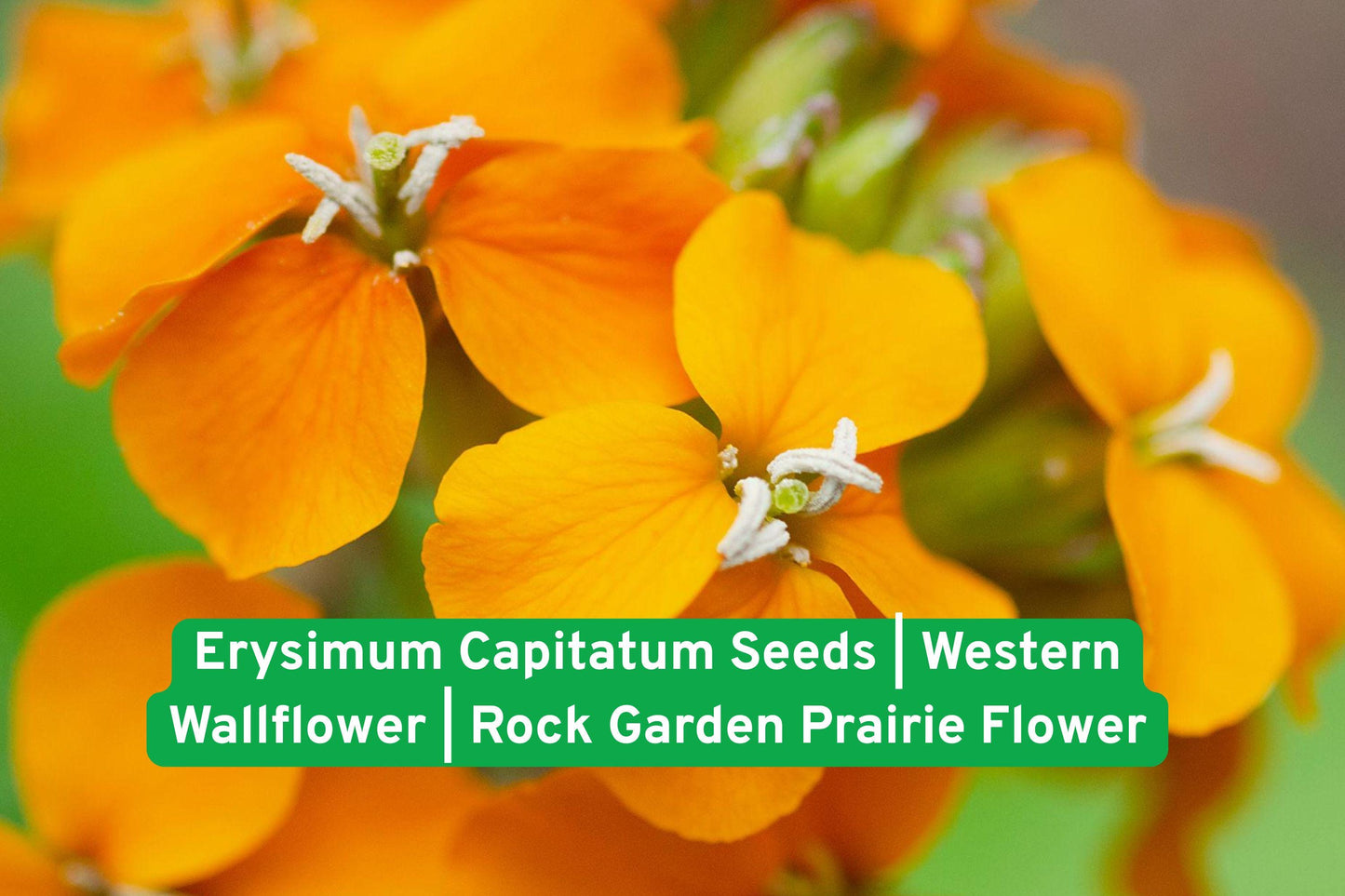 Western Wallflower Seeds | Erysimum capitatum | Drought Tolerant Prairie Flower | Vibrant Yellow-Orange Blooms