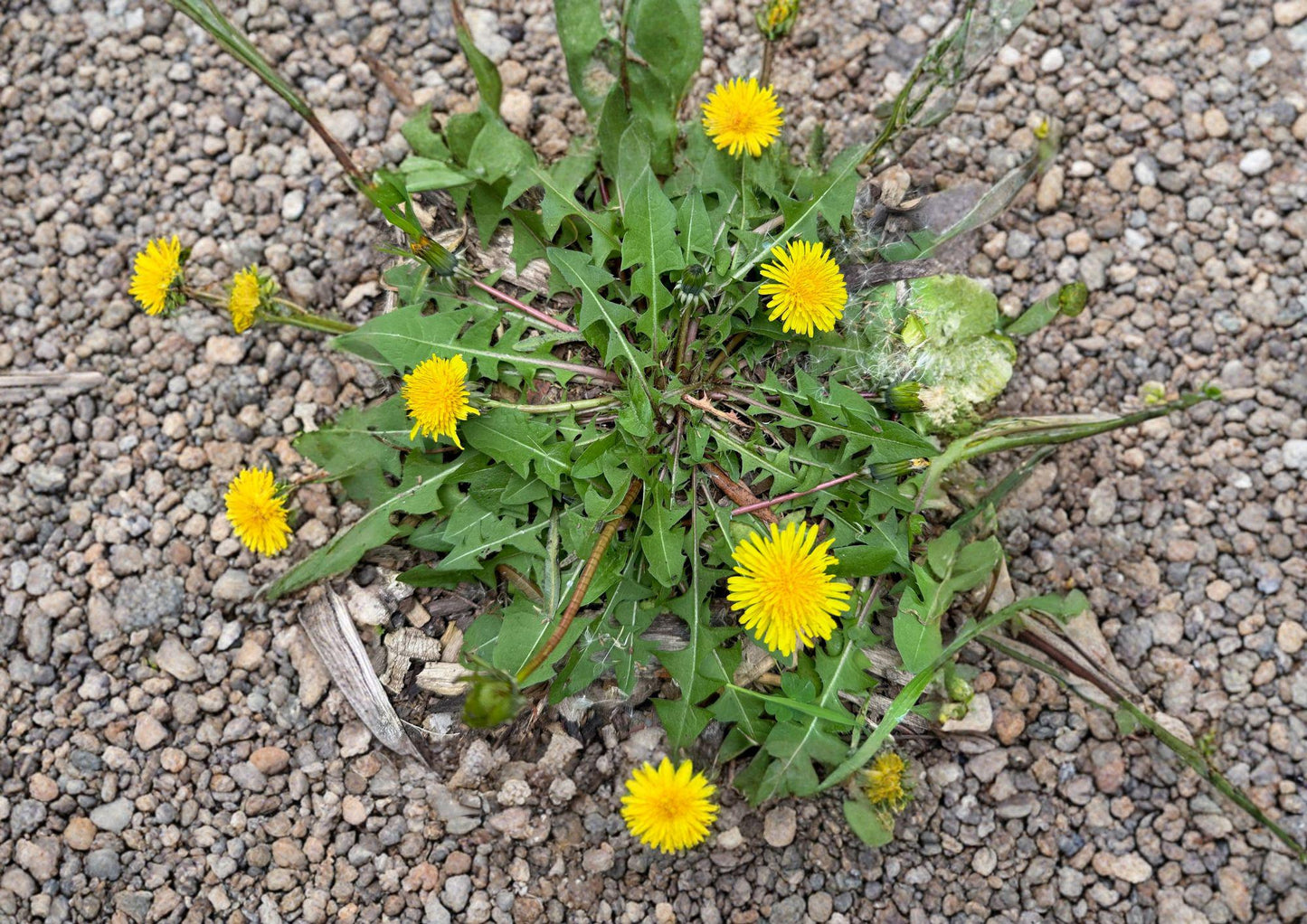 Dandelion Seeds 250 Count - Edible Medicinal Herb Taraxacum Officinale for Herbal Gardens and Pollinator Plants