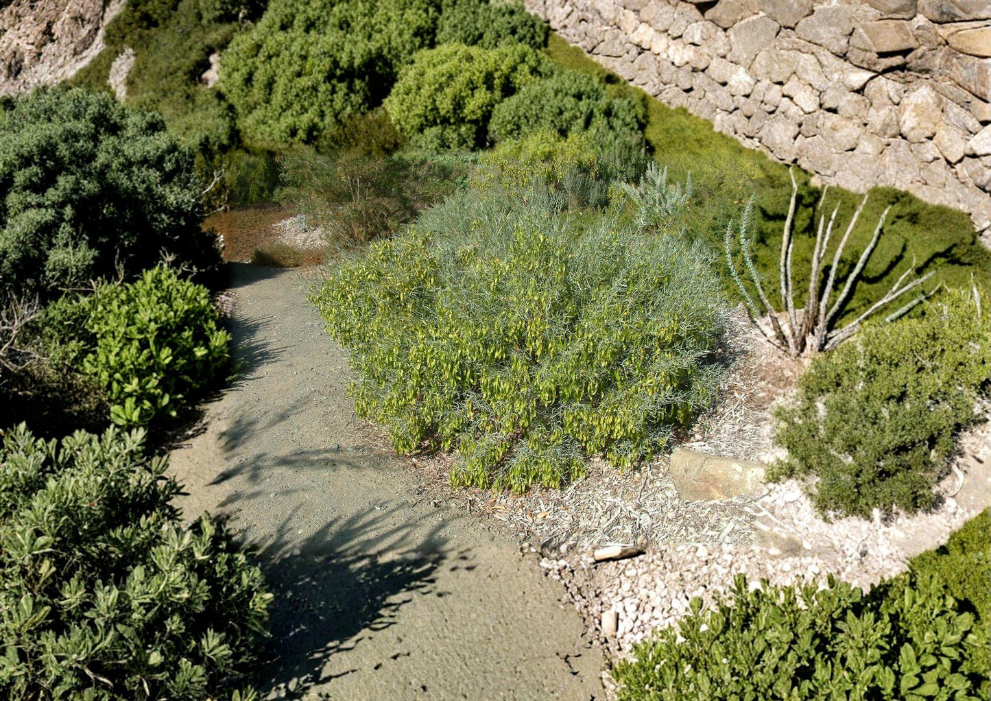Jojoba Seeds – Drought Tolerant Desert Evergreen Shrub for Oil Production, Simmondsia chinensis, New Harvest Quality