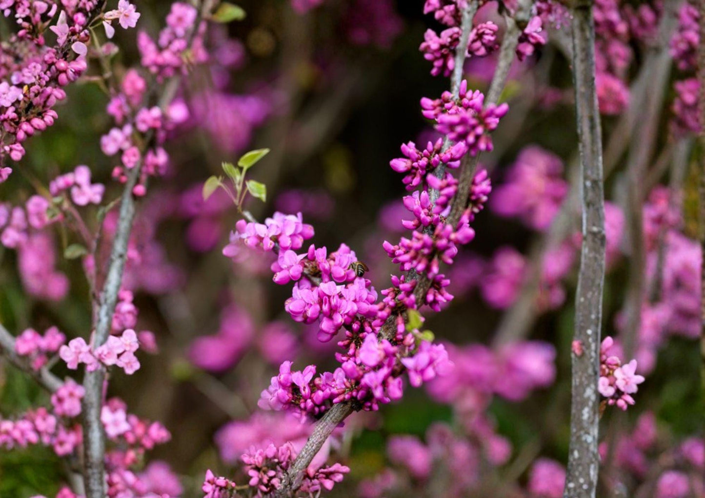 Chinese Redbud Tree Seeds - 10 Pink Ornamental Seeds - Cercis chinensis - Spring Blooming