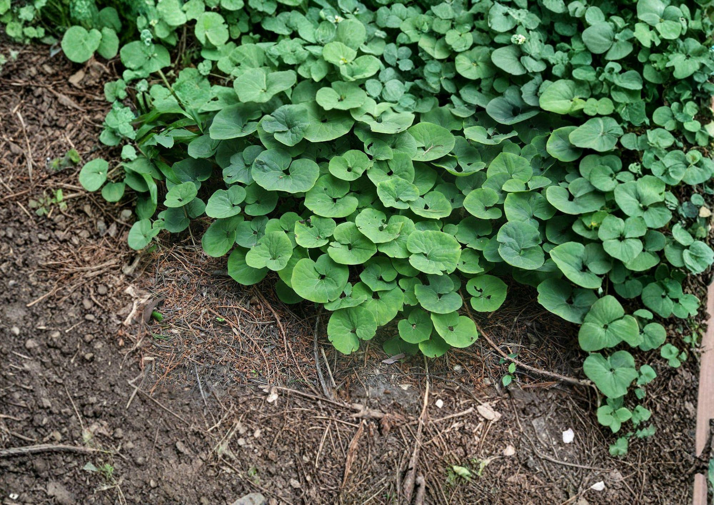 Wild Ginger Seeds - Heart-Shaped Leaf Groundcover - Asarum canadense - Easy to Grow for Shade Gardens