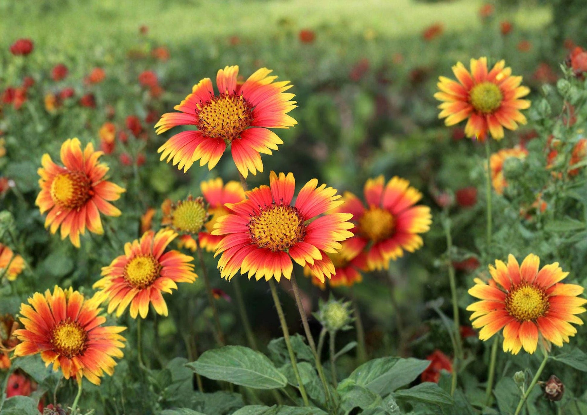 Indian Blanket Seeds 200 Count - Bright Red Yellow Gaillardia Pulchella Wildflower for Pollinator Gardens